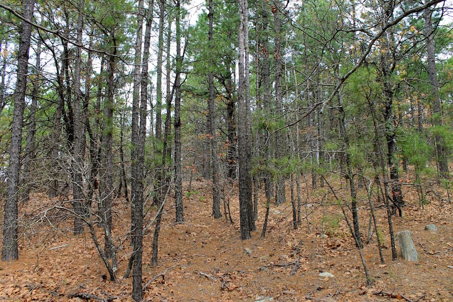Trophy Ridge Phase III Tract 43 photo 6