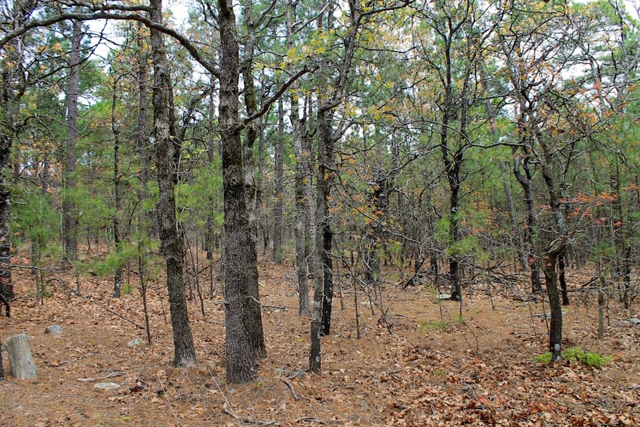 Trophy Ridge Phase III Tract 43 photo 7