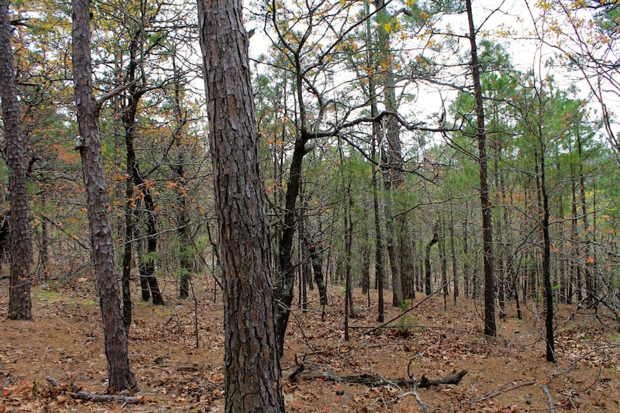 Trophy Ridge Phase III Tract 43 photo 8