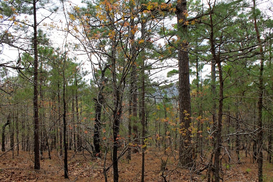 Trophy Ridge Phase III Tract 43 photo 9