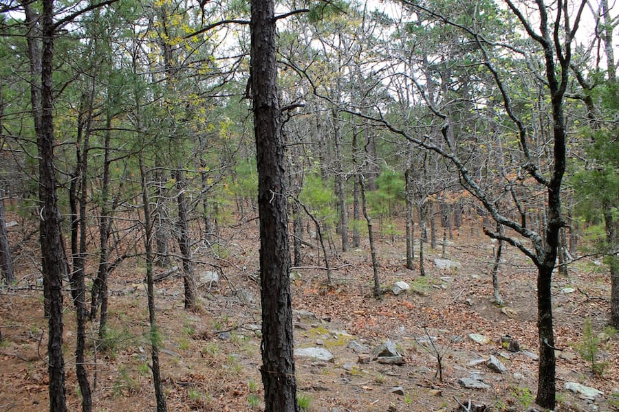 Trophy Ridge Phase III Tract 43 photo 10
