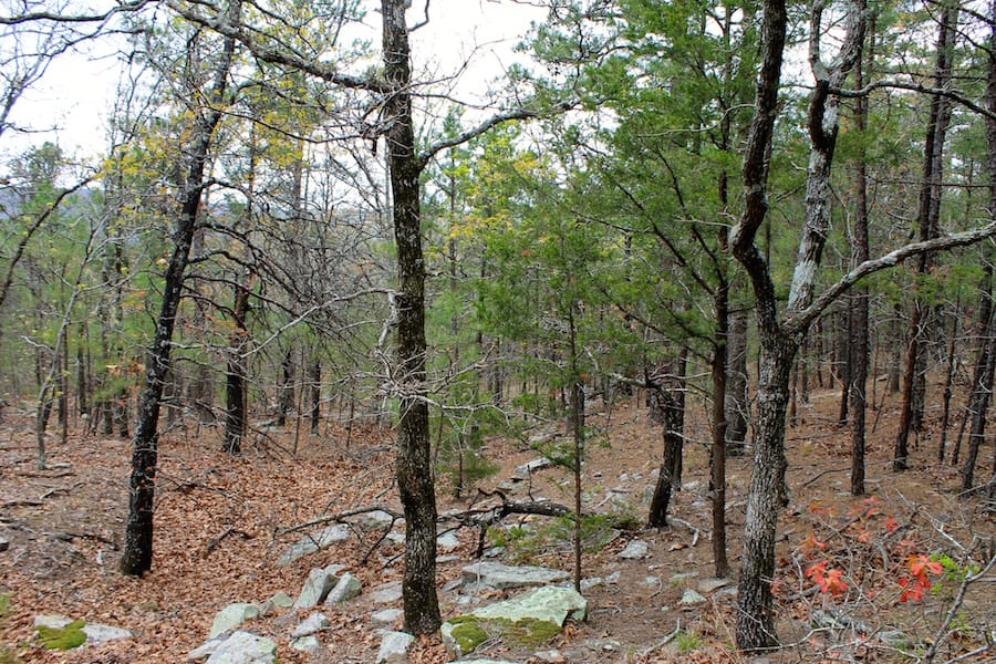 Trophy Ridge Phase III Tract 43 photo 11