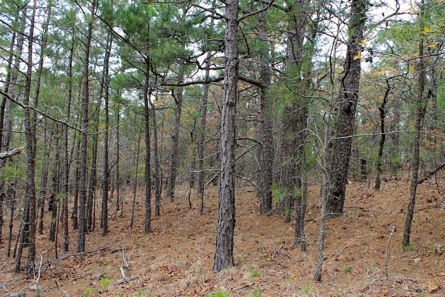 Trophy Ridge Phase III Tract 43 photo 12