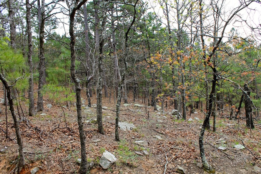 Trophy Ridge Phase III Tract 43 photo 13