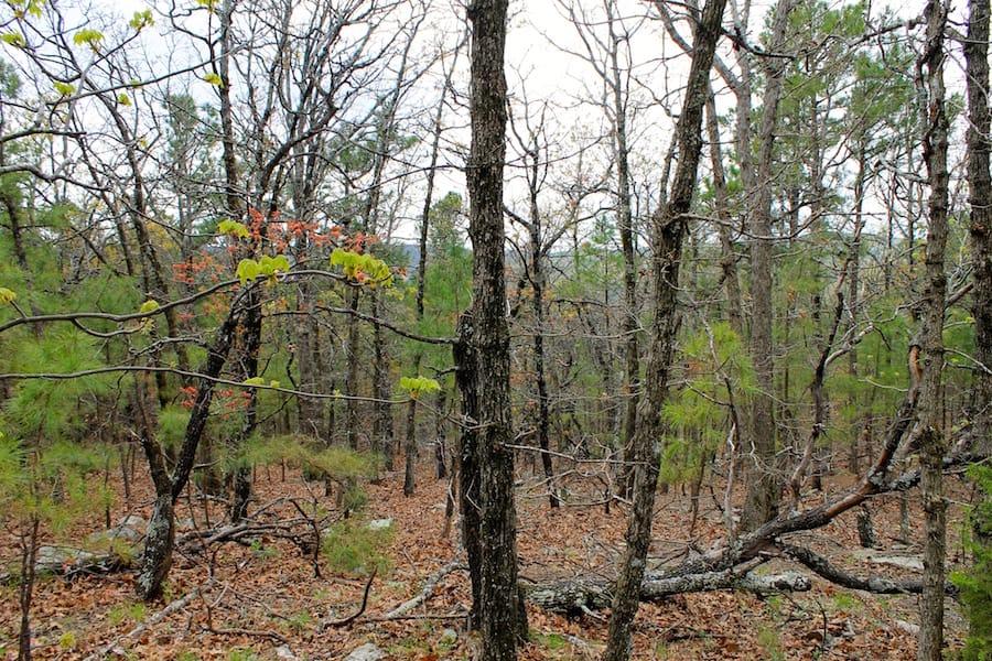Trophy Ridge Phase III Tract 43 photo 14