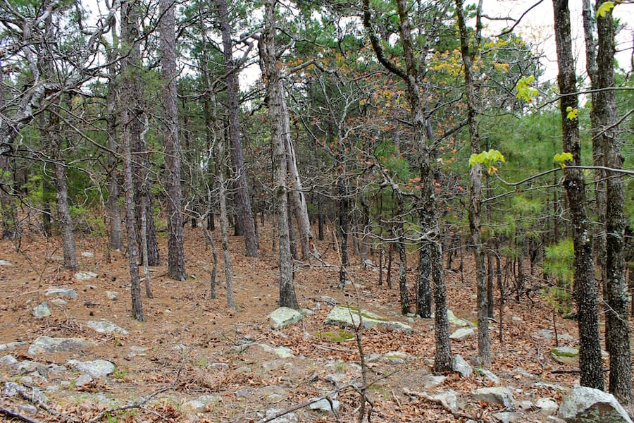 Trophy Ridge Phase III Tract 43 photo 15
