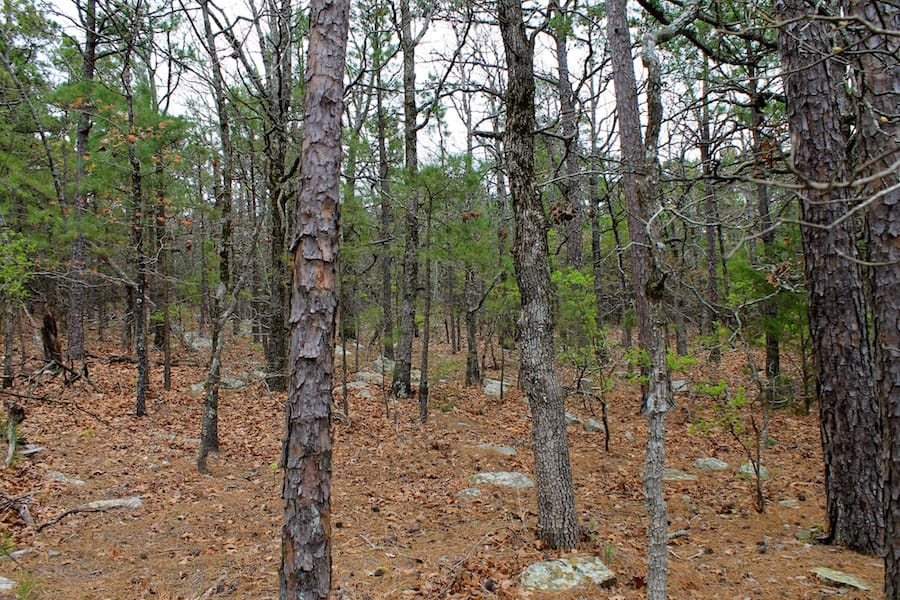 Trophy Ridge Phase III Tract 43 photo 16