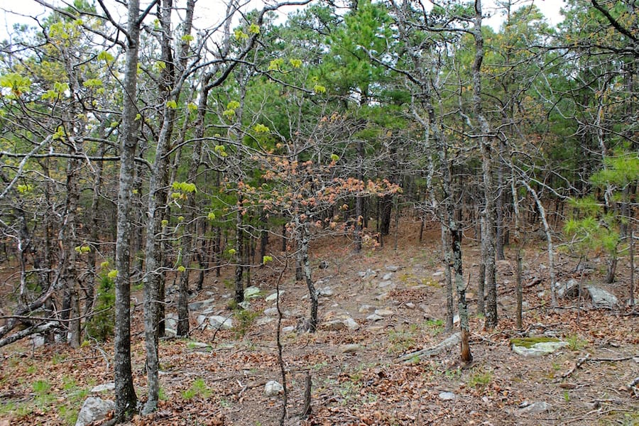 Trophy Ridge Phase III Tract 43 photo 17
