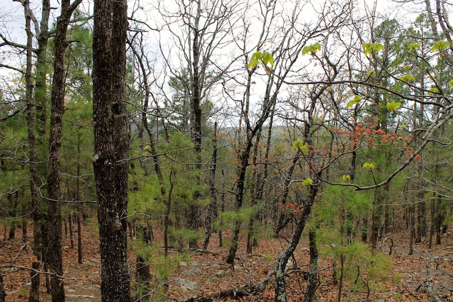 Trophy Ridge Phase III Tract 43 photo 18