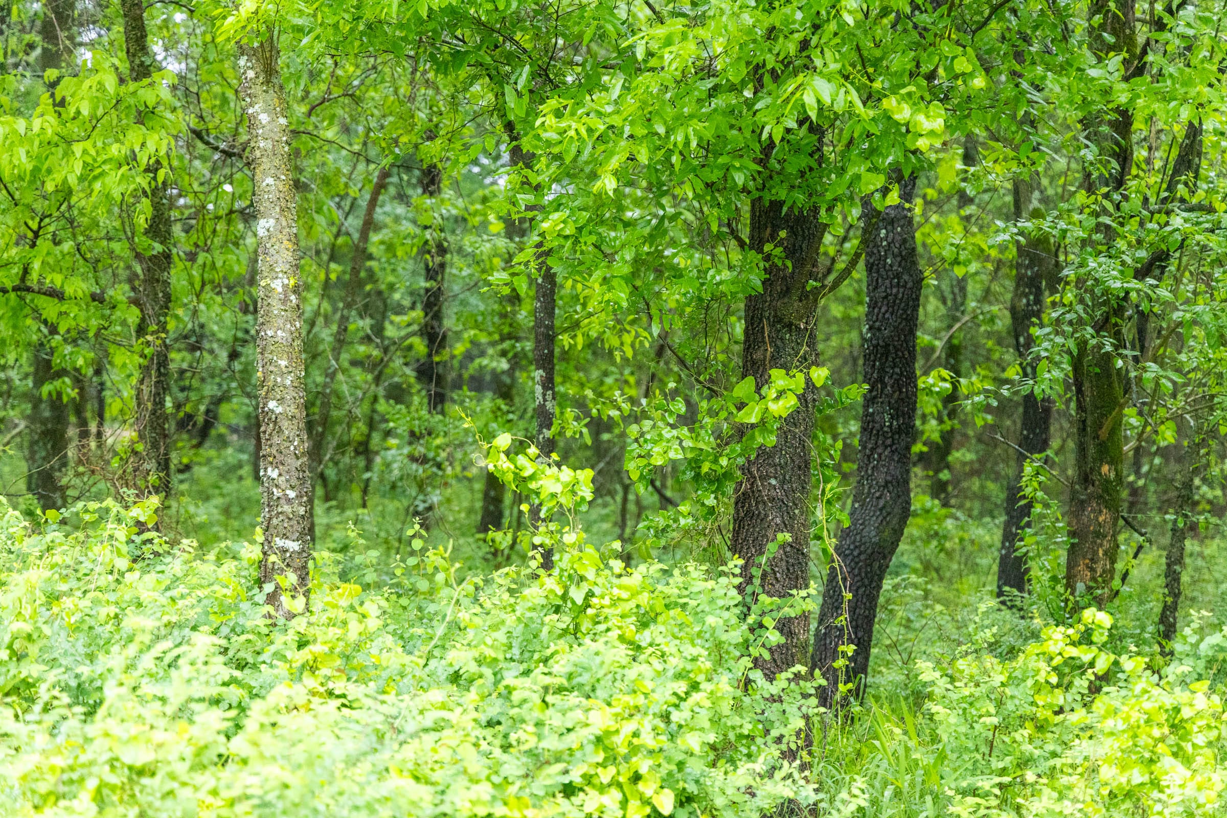 Harmony Hills Tract 19 photo 8