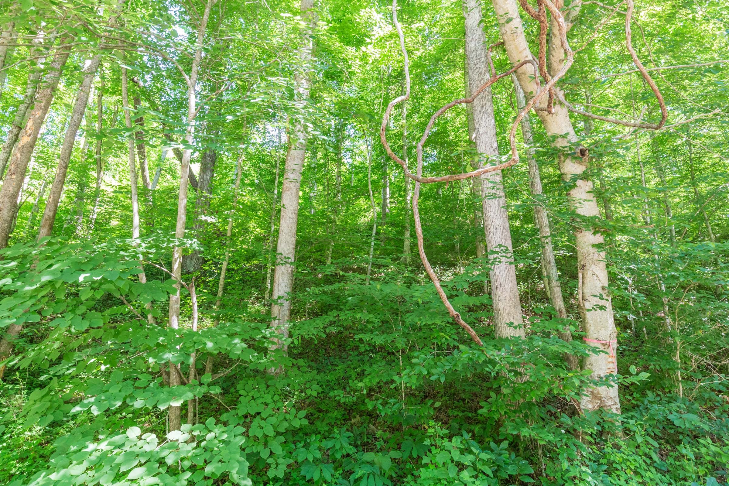 River’s Edge Tract 41 photo 2