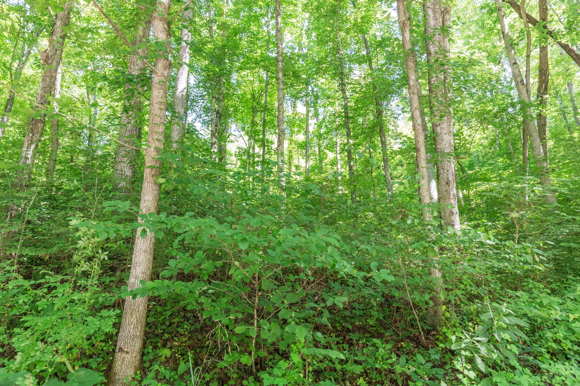 River’s Edge Tract 41 photo 3