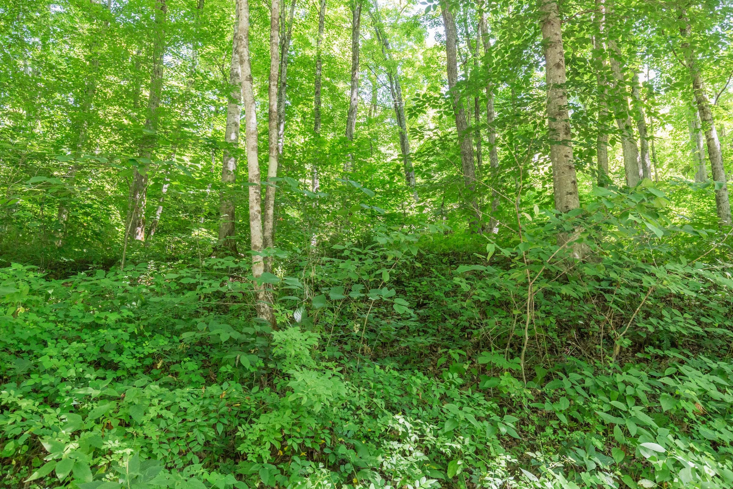 River’s Edge Tract 41 photo 4
