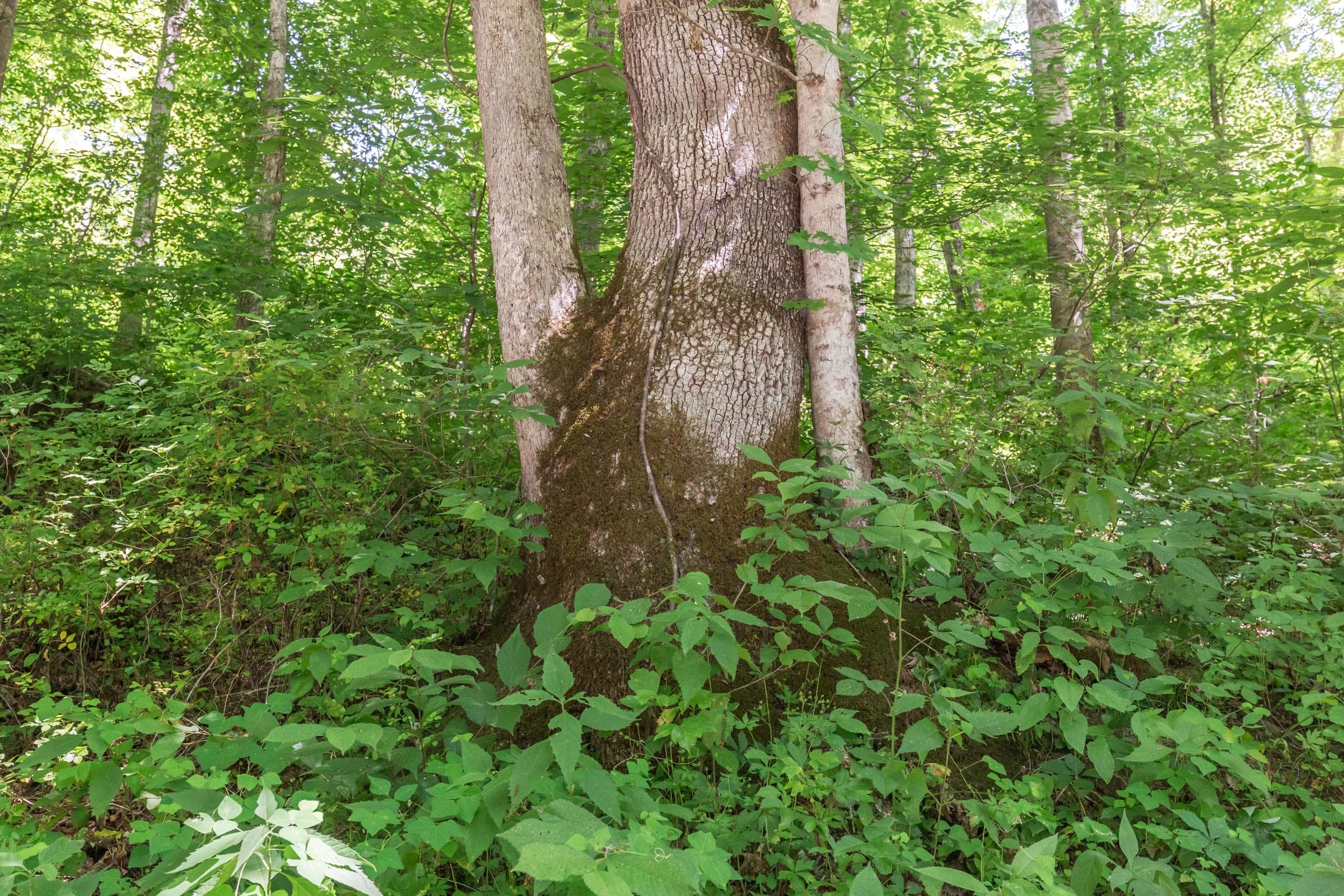 River’s Edge Tract 41 photo 5