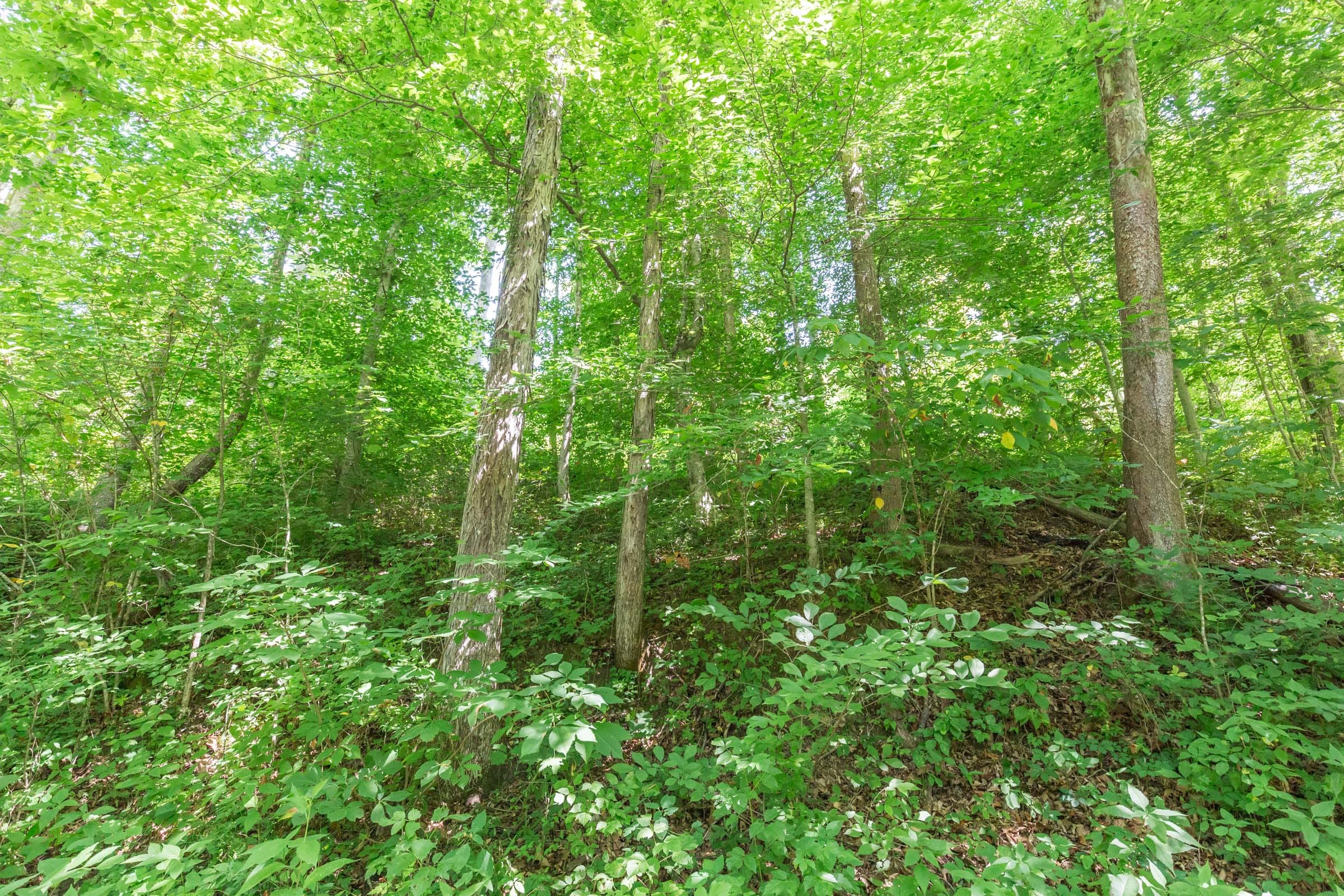 River’s Edge Tract 41 photo 8