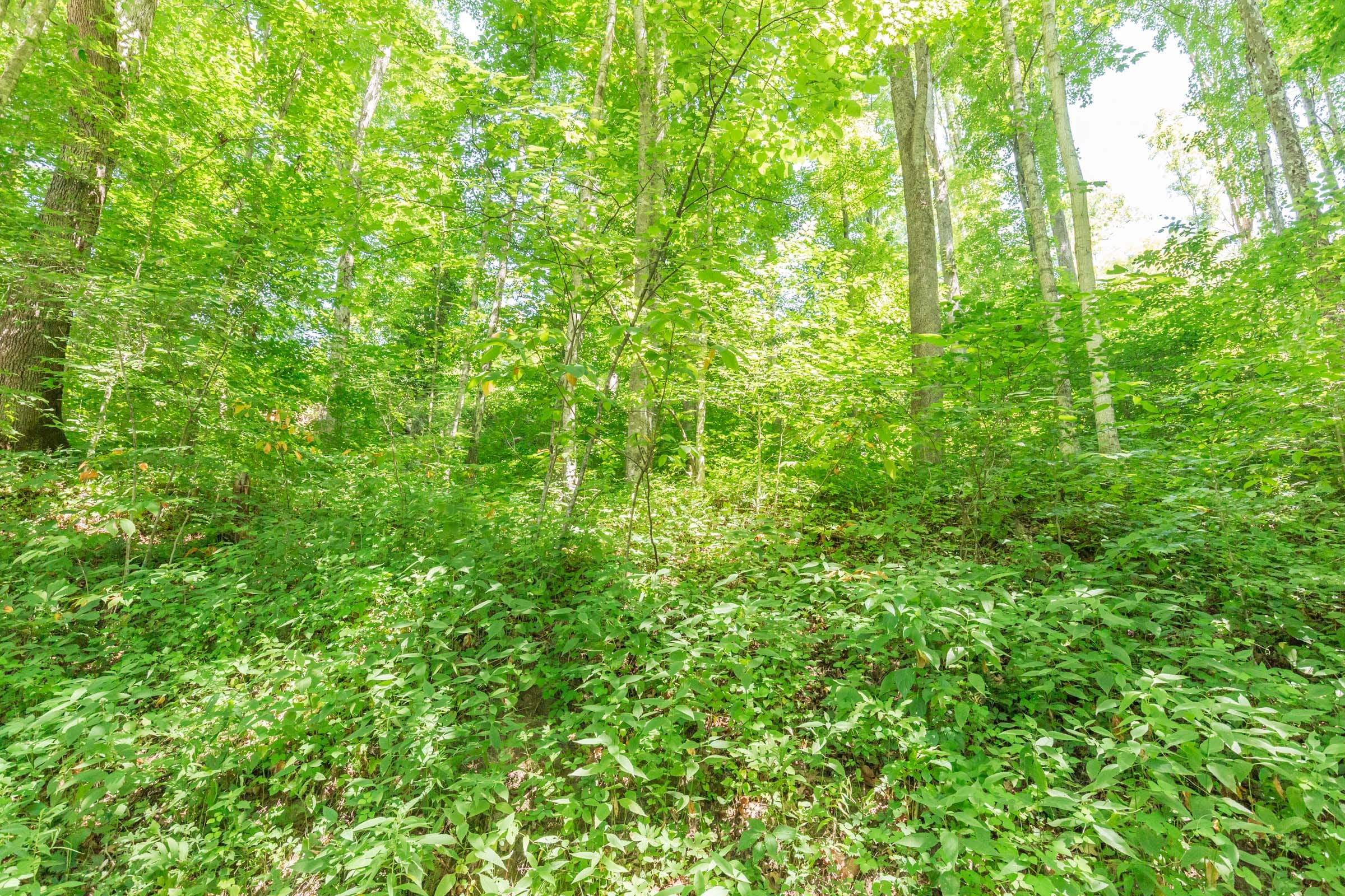 River’s Edge Tract 41 photo 9