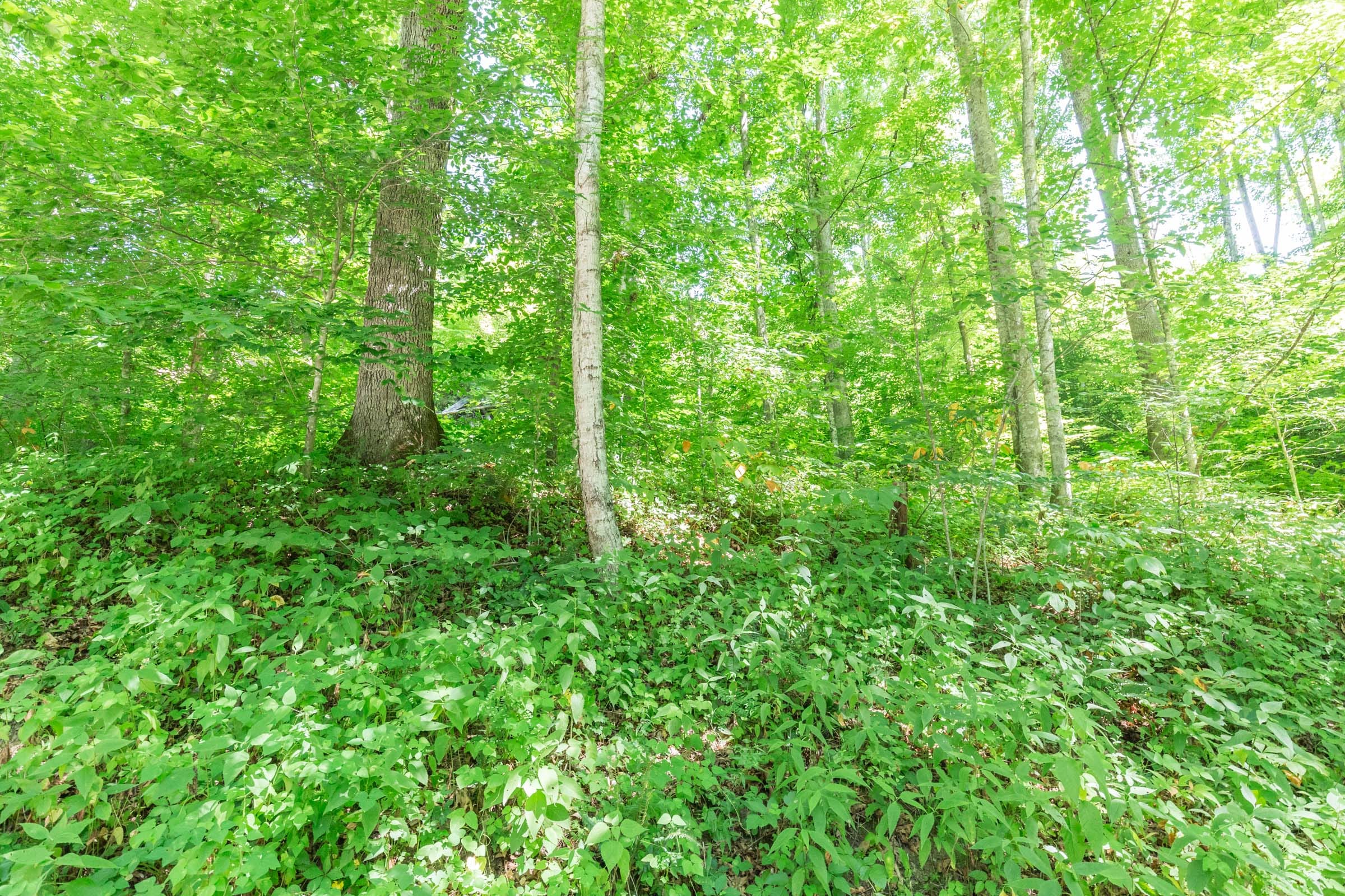 River’s Edge Tract 41 photo 10