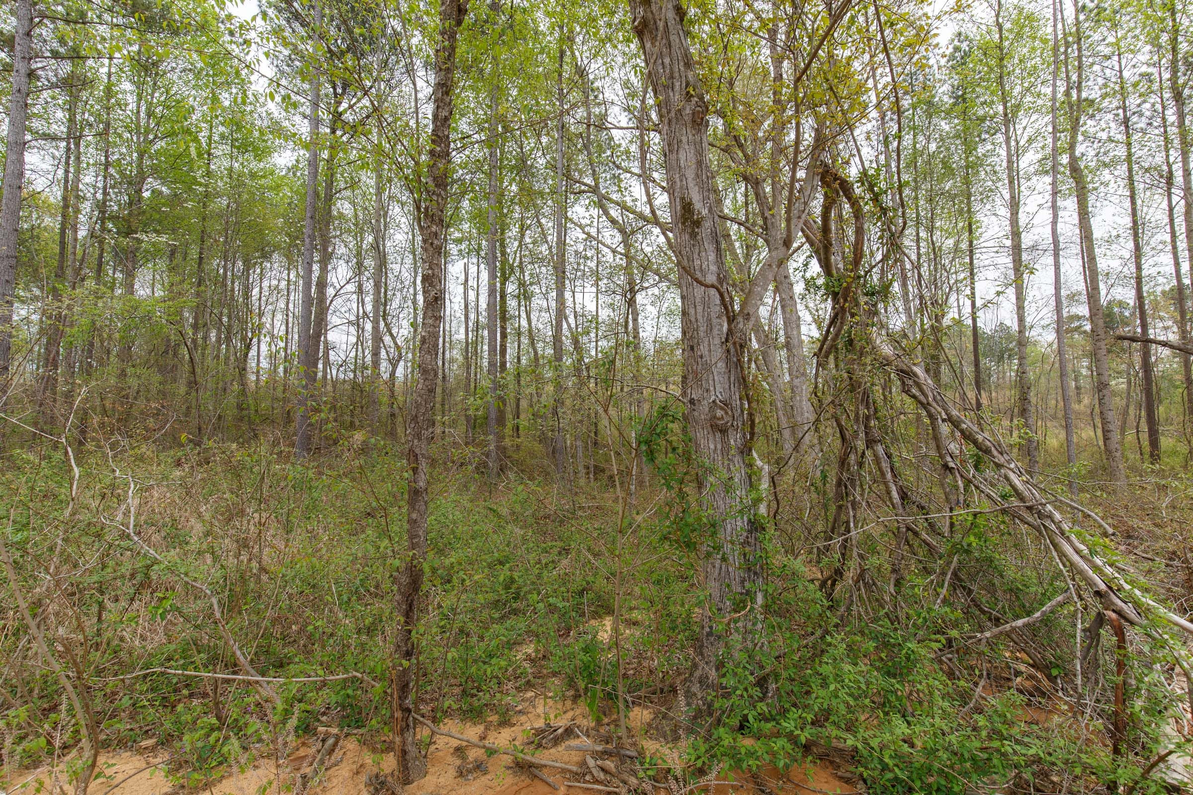 Twin Rivers Tract 14 photo 3