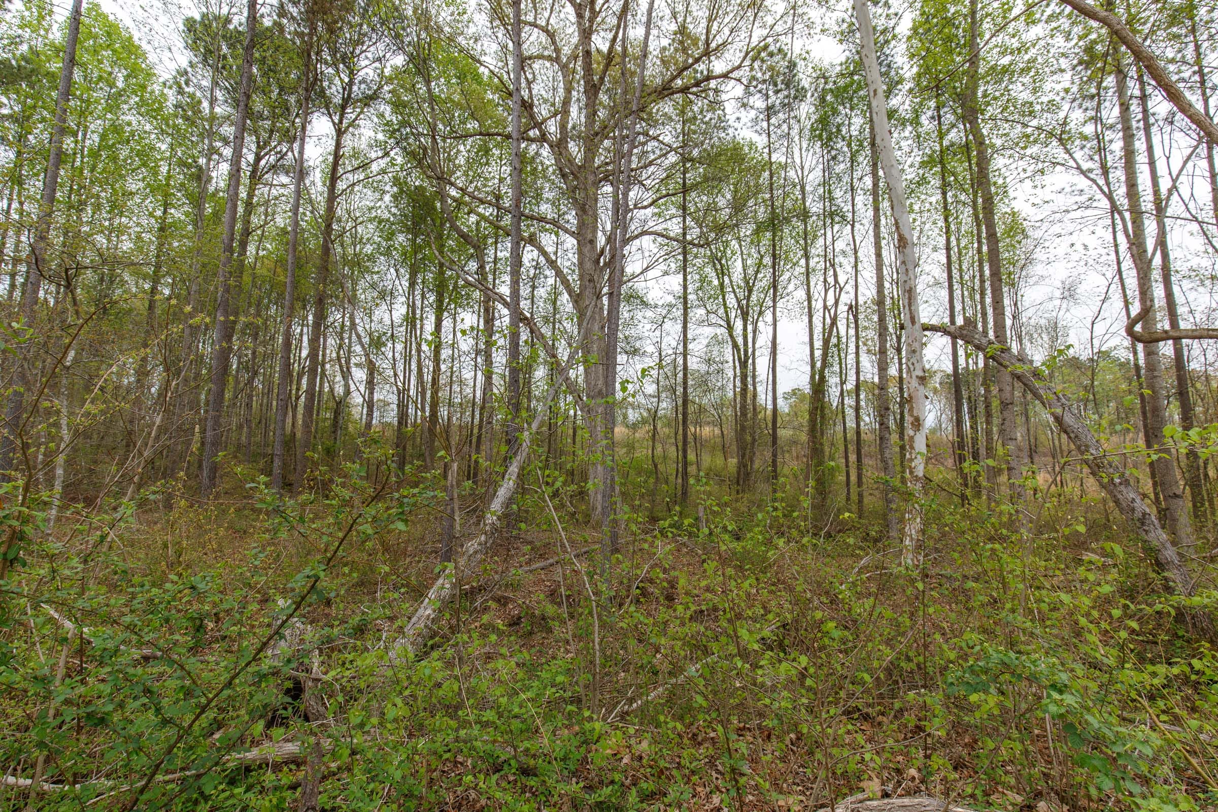 Twin Rivers Tract 14 photo 5