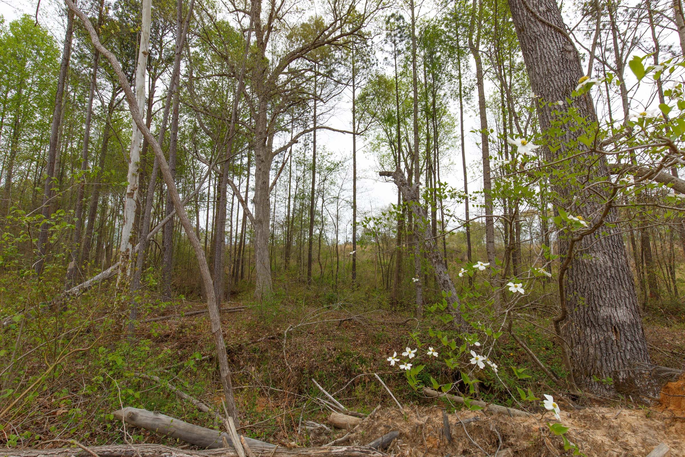 Twin Rivers Tract 14 photo 6