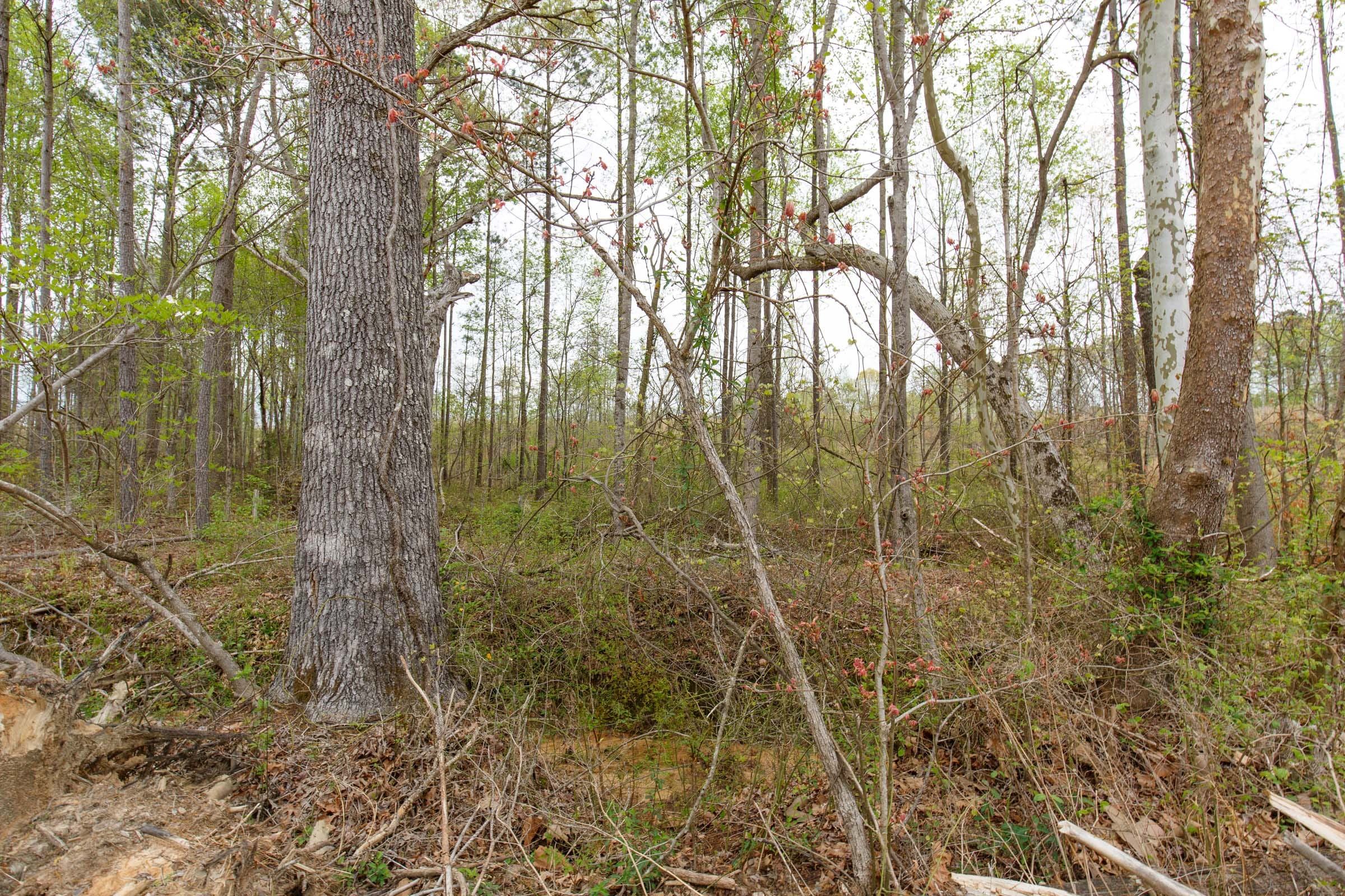 Twin Rivers Tract 14 photo 8