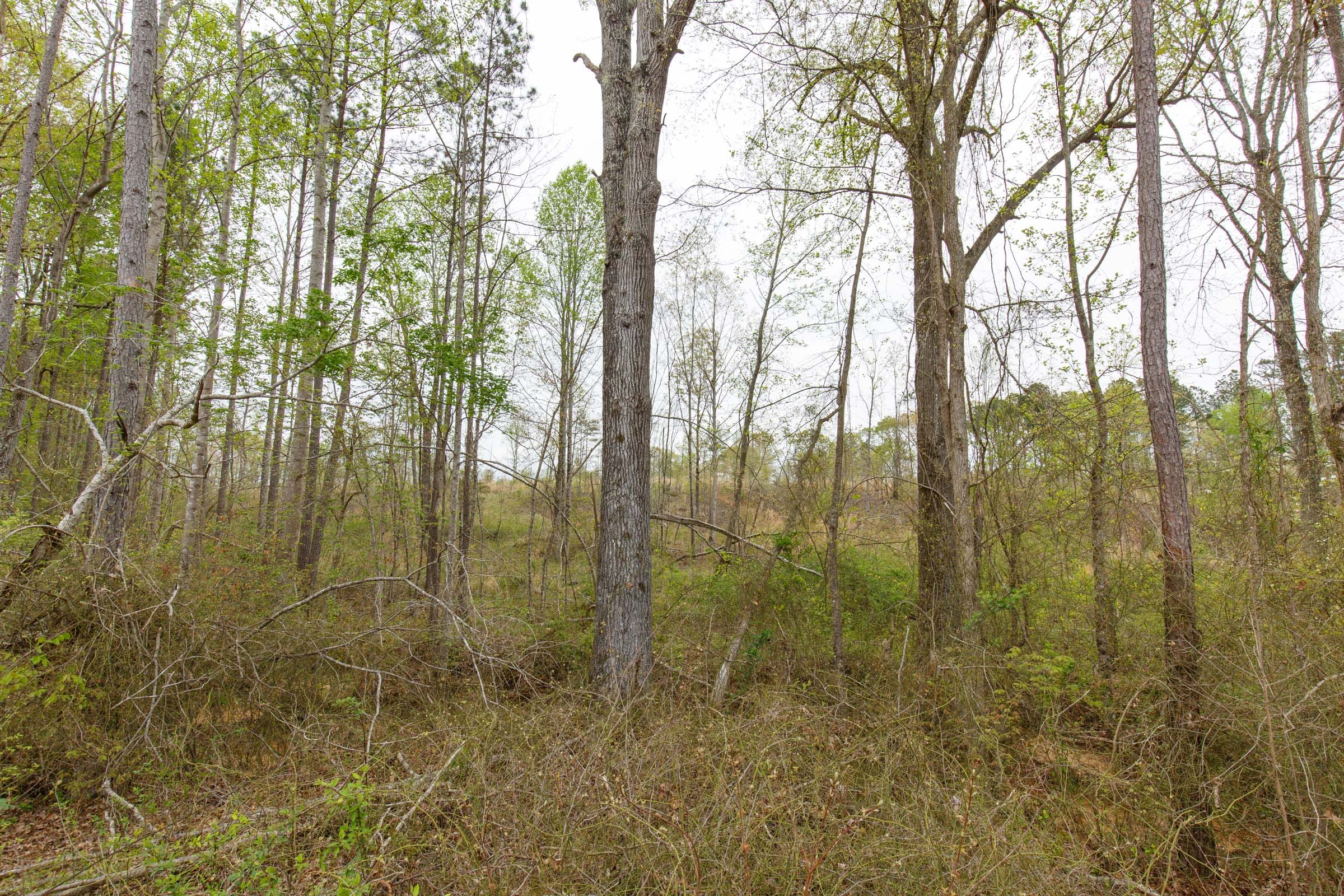 Twin Rivers Tract 14 photo 10