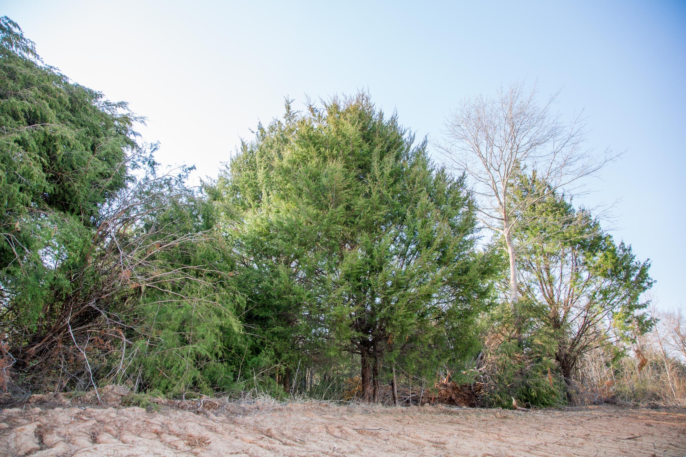 Eufaula Cove Tract 4 photo 13