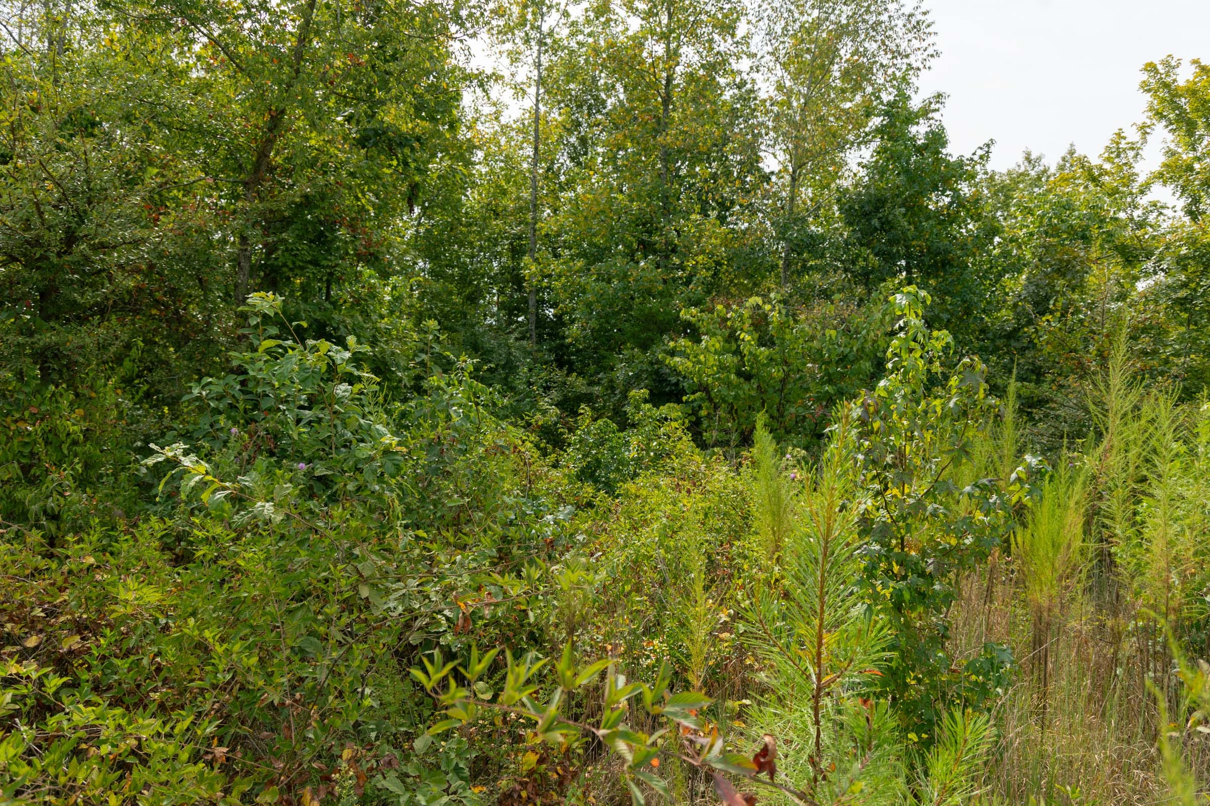 Big White Oak Tract 48 photo 6
