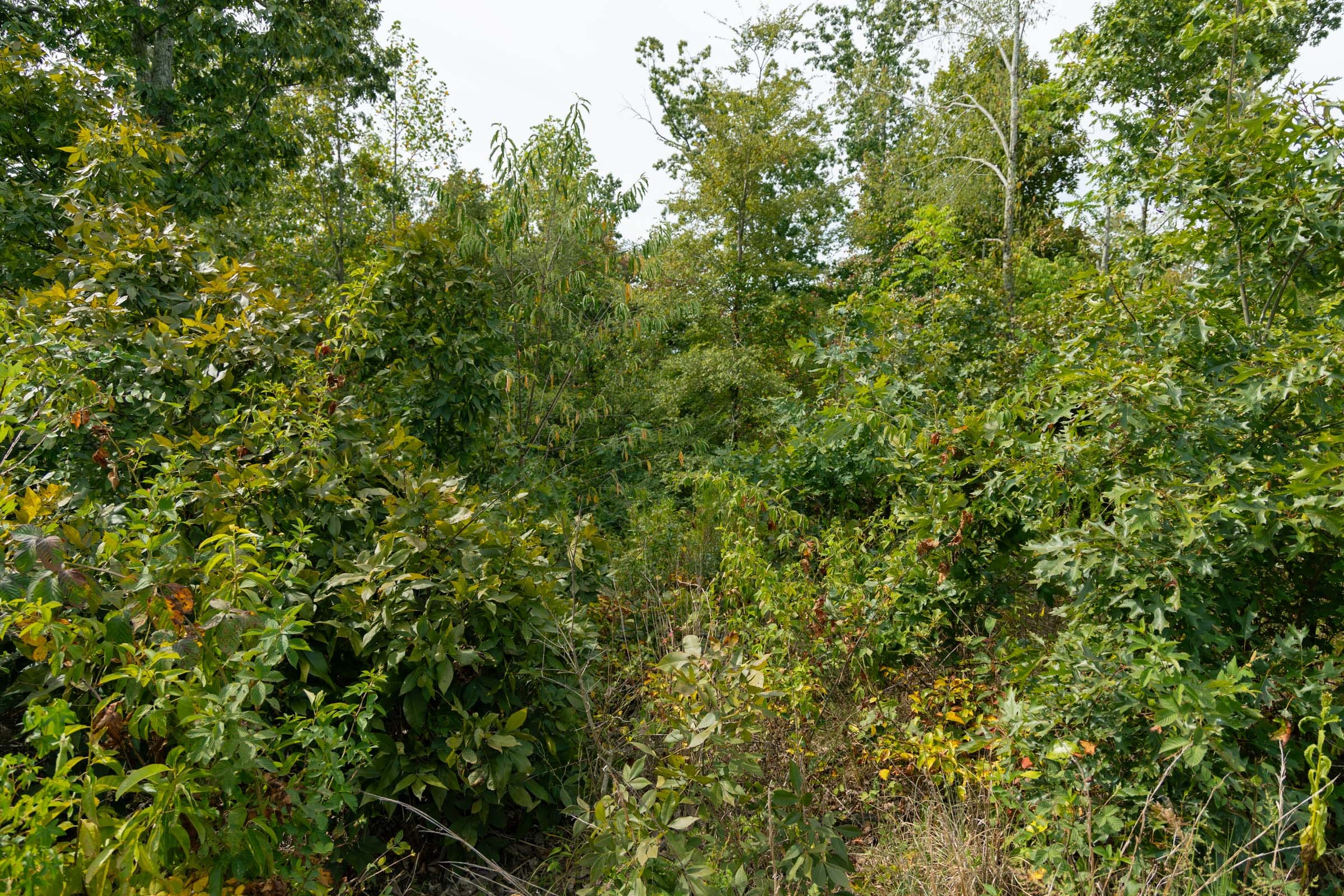 Big White Oak Tract 48 photo 2