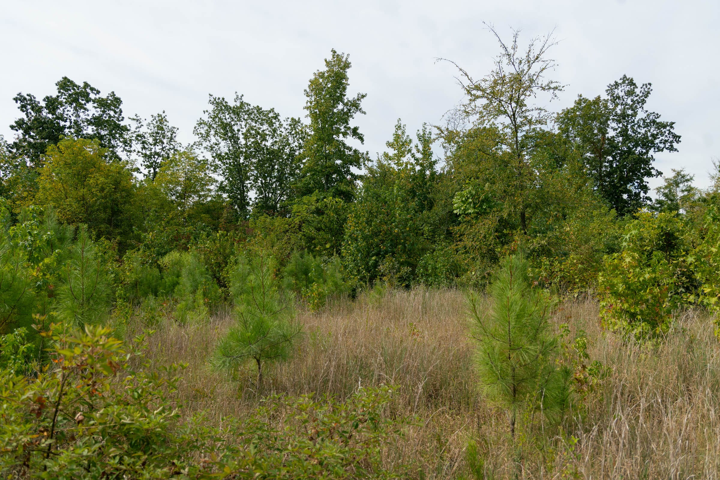 Big White Oak Tract 48 photo 3