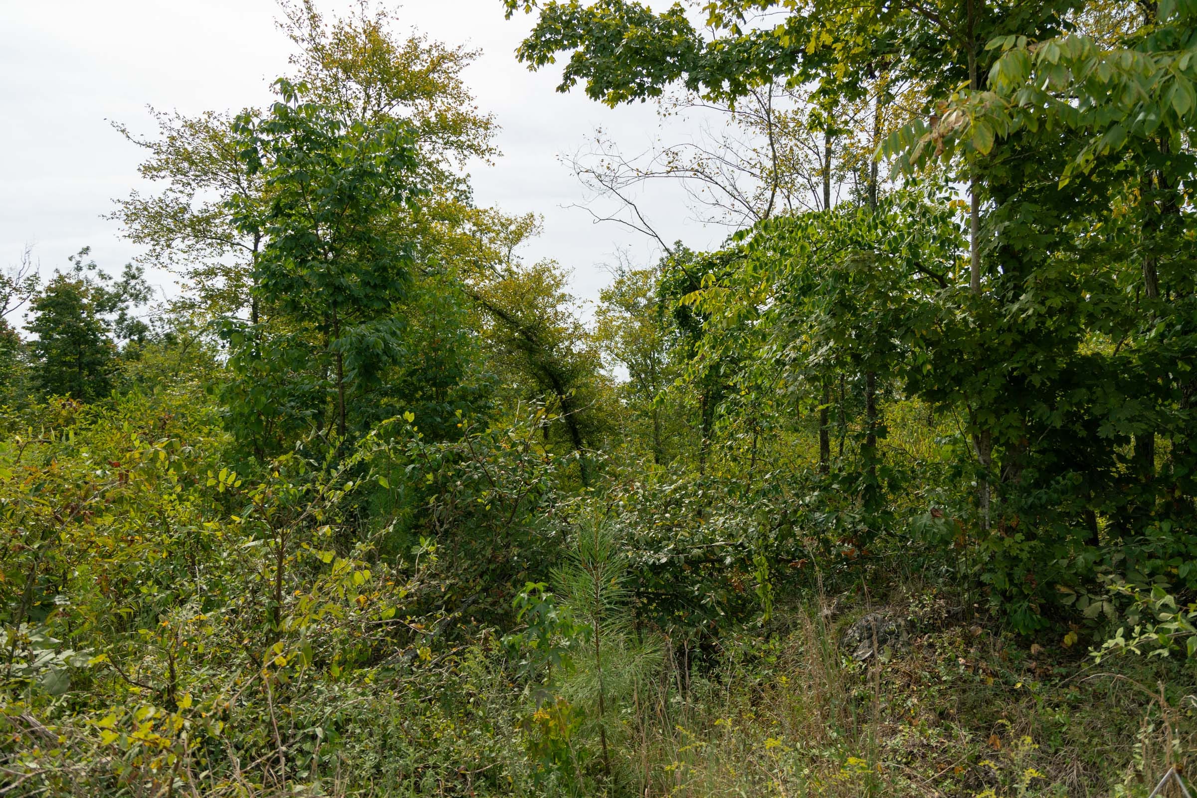 Big White Oak Tract 48 photo 4