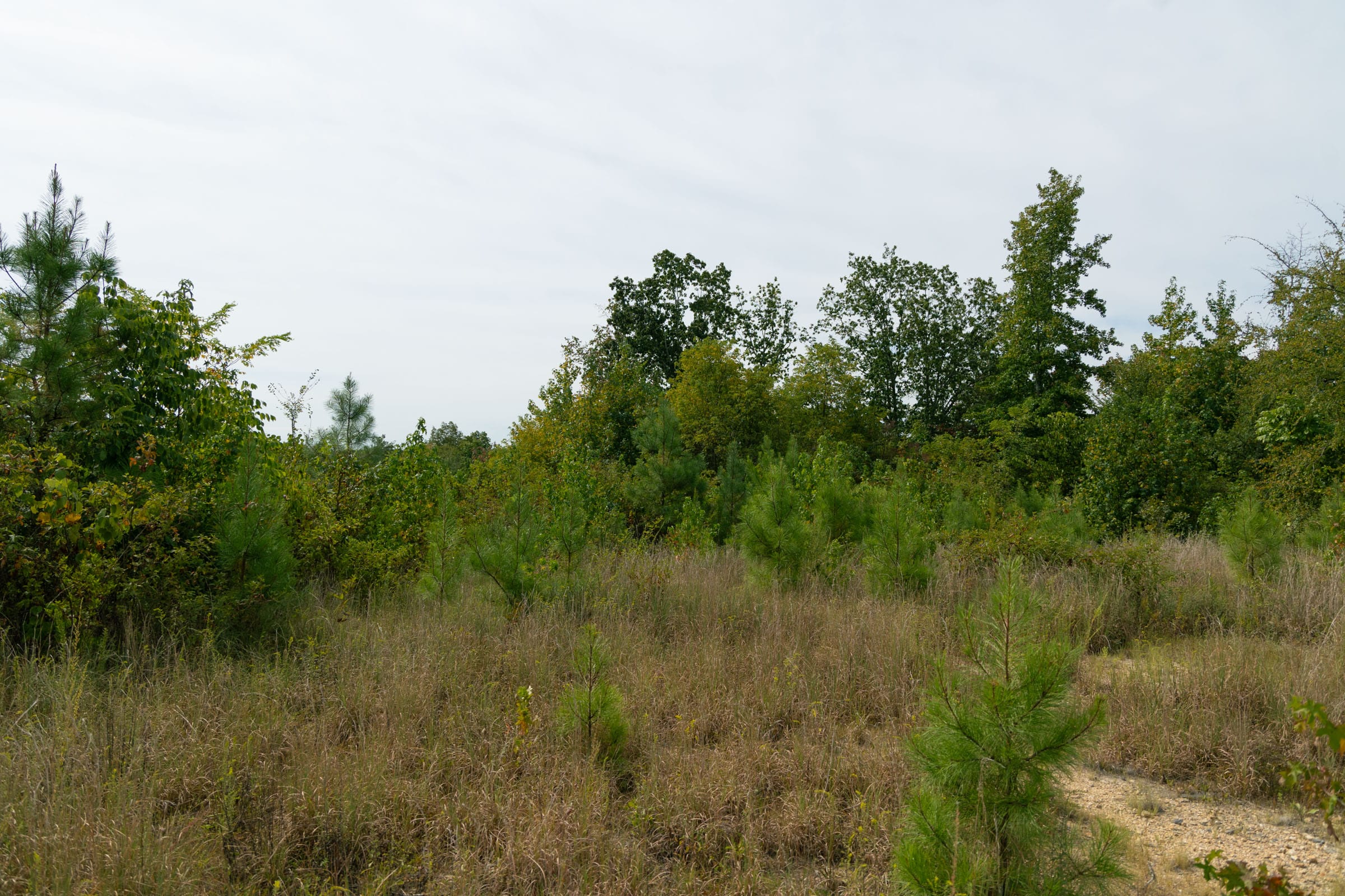 Big White Oak Tract 48 photo 8