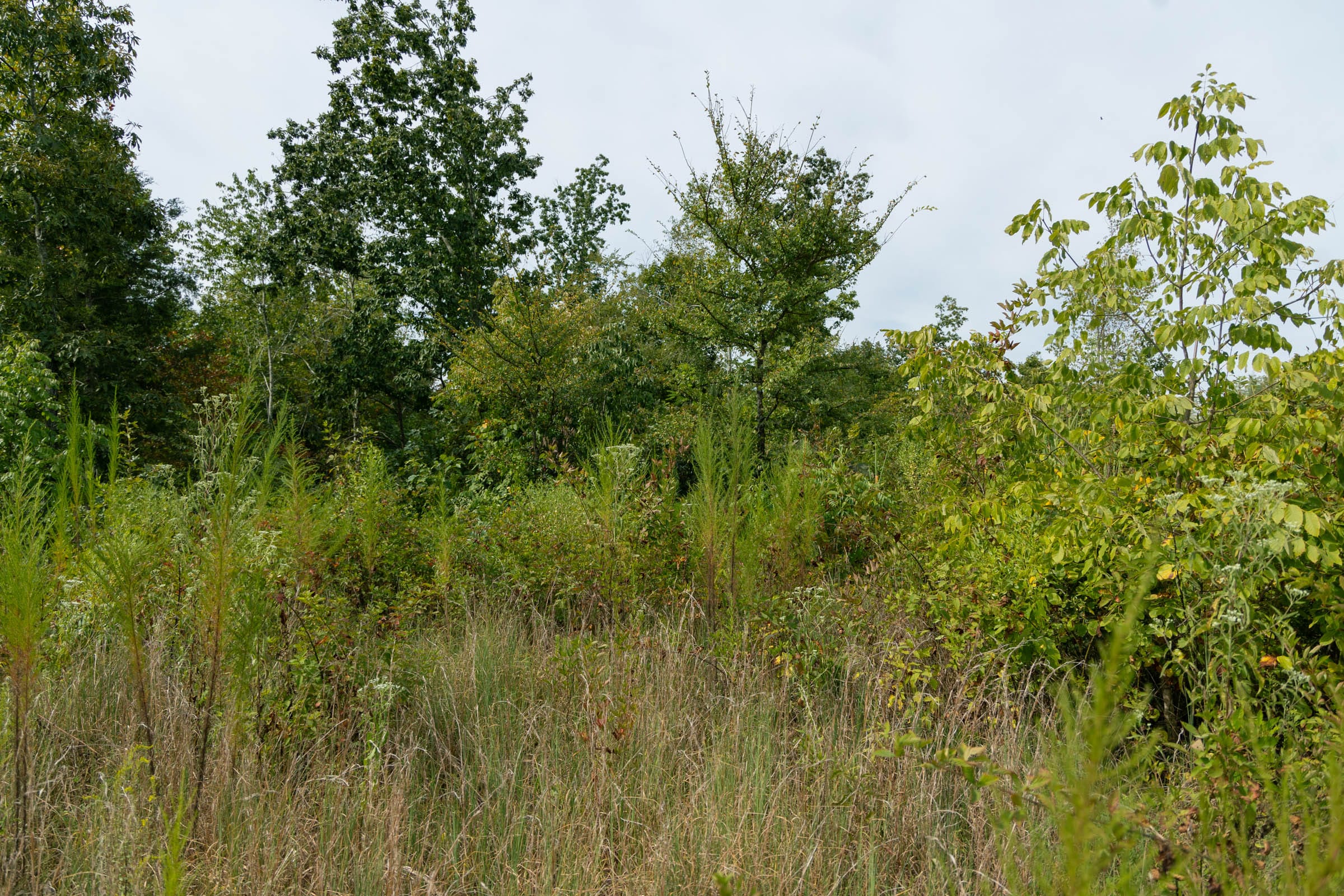 Big White Oak Tract 48 photo 9