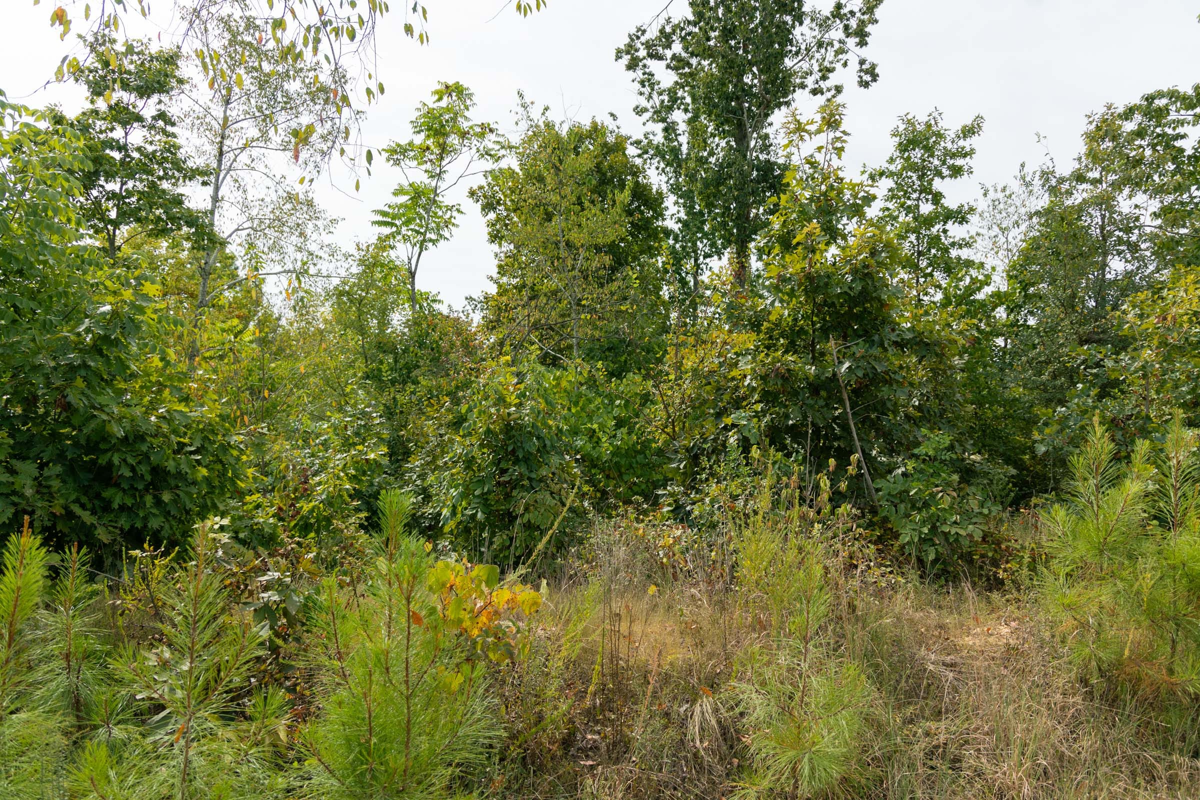 Big White Oak Tract 48 photo 10