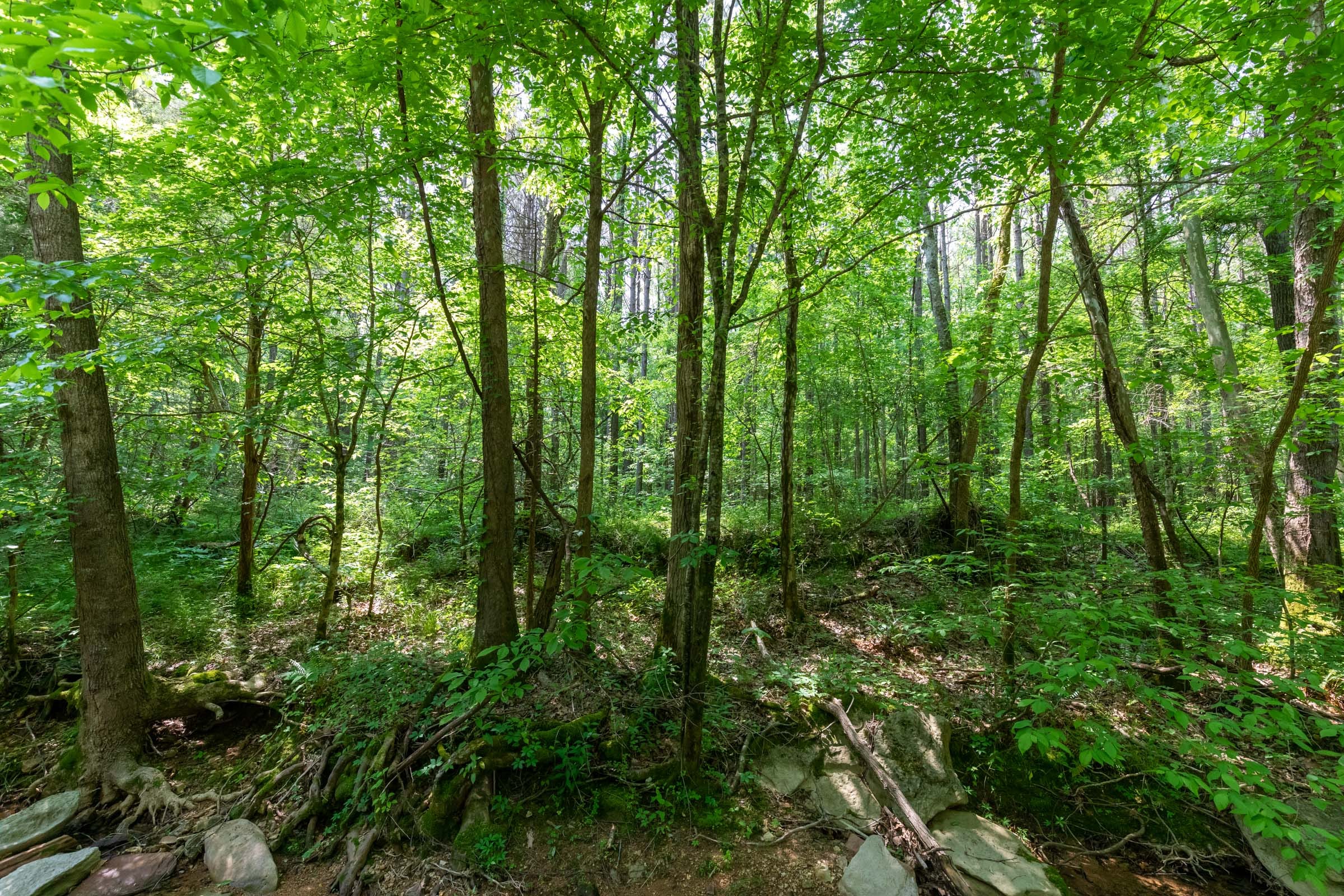 Cedar Creek Tract 44 photo 3