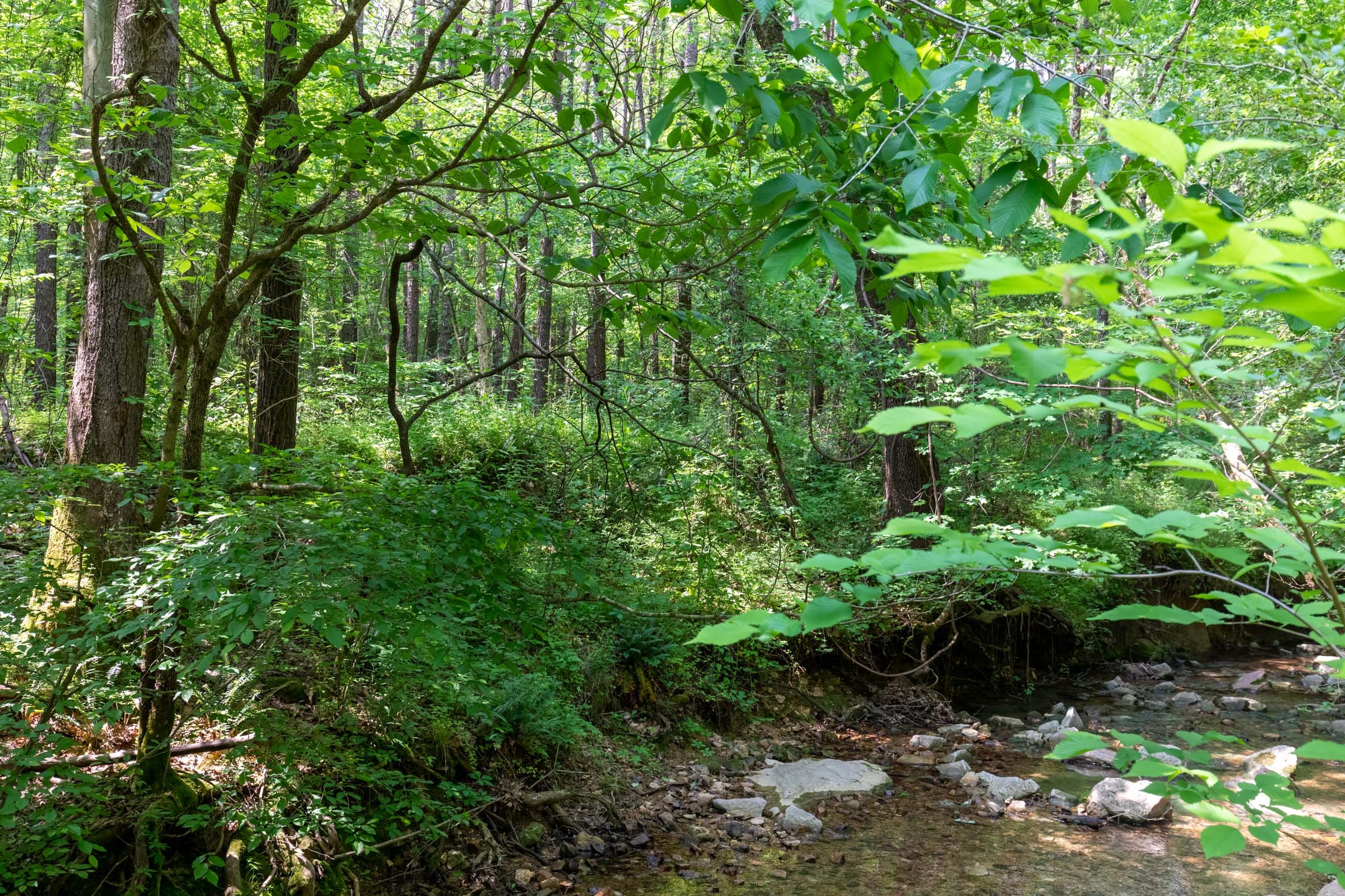 Cedar Creek Tract 44 photo 4