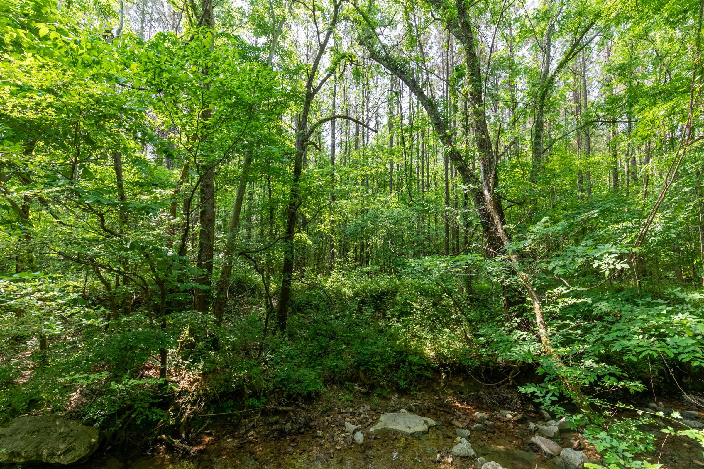 Cedar Creek Tract 44 photo 5