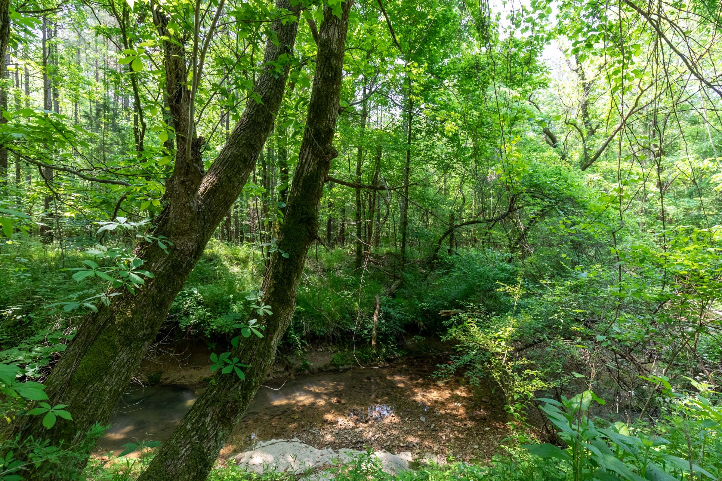 Cedar Creek Tract 44 photo 7