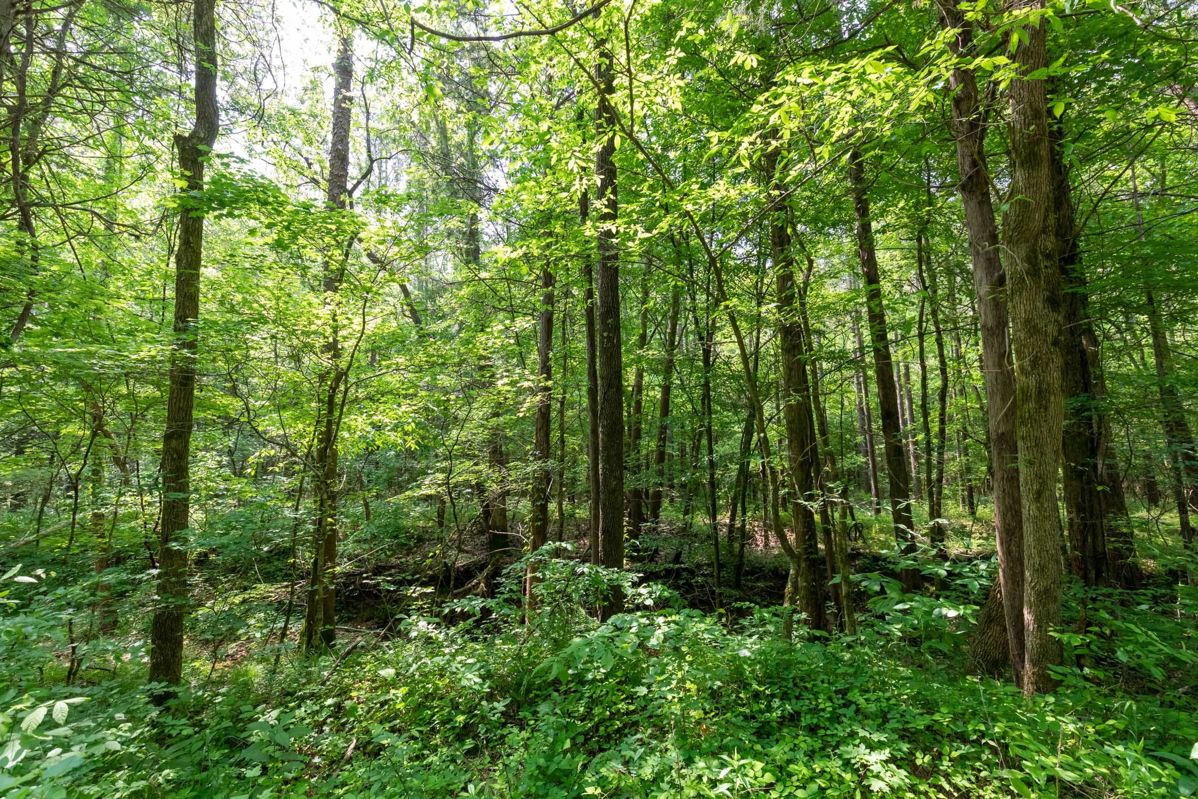 Cedar Creek Tract 44 photo 8