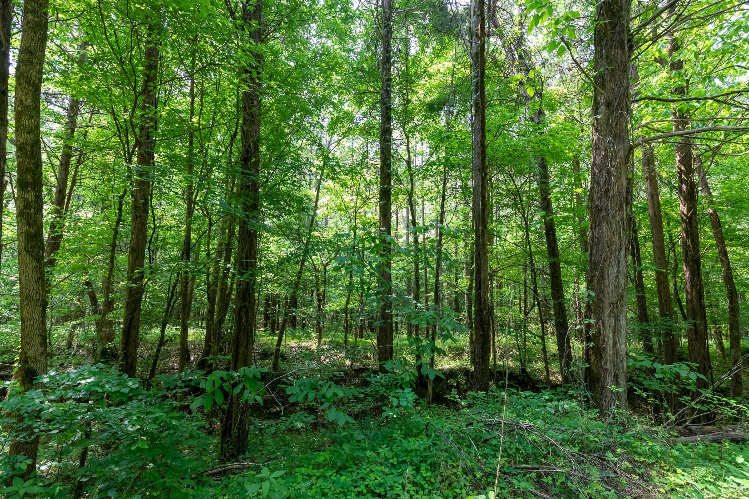 Cedar Creek Tract 44 photo 9