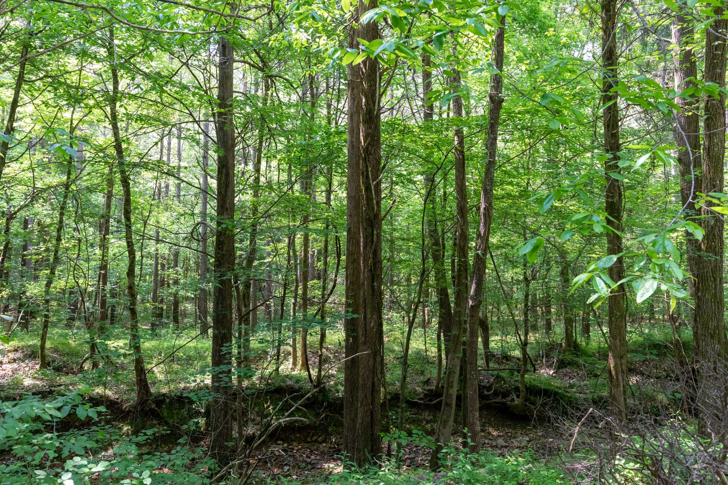 Cedar Creek Tract 44 photo 11
