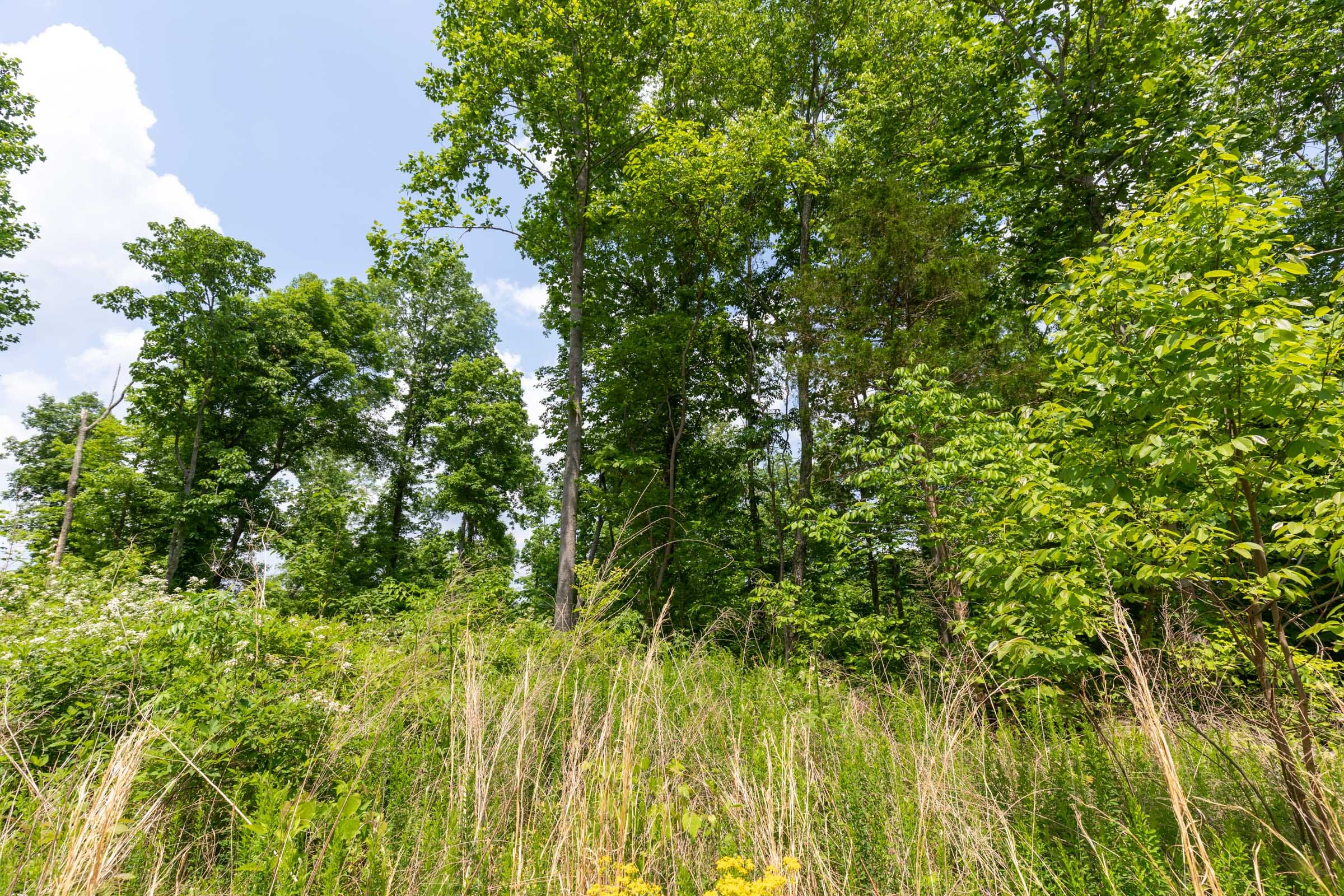Cedar Creek Tract 44 photo 12