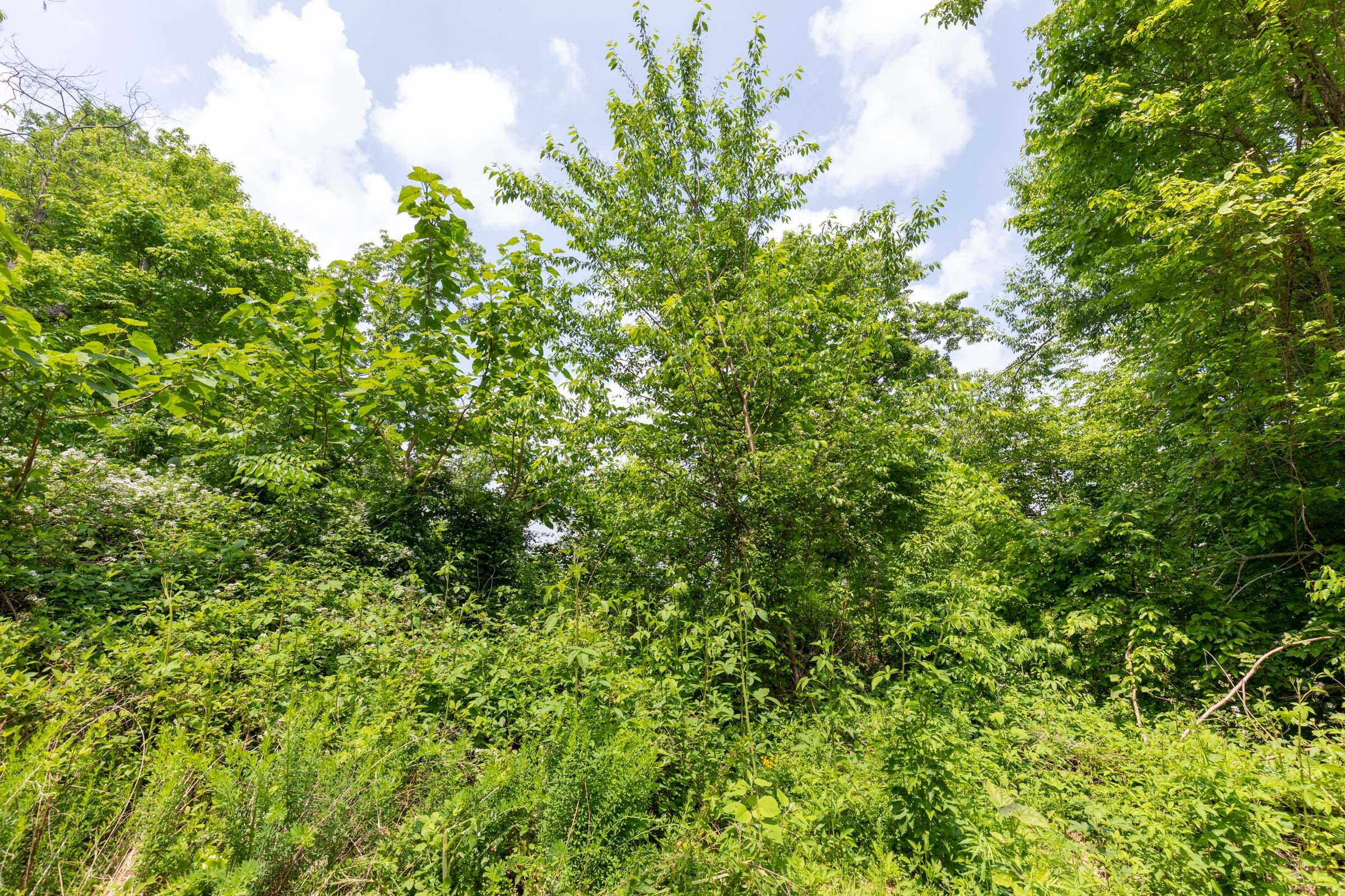 Cedar Creek Tract 44 photo 15