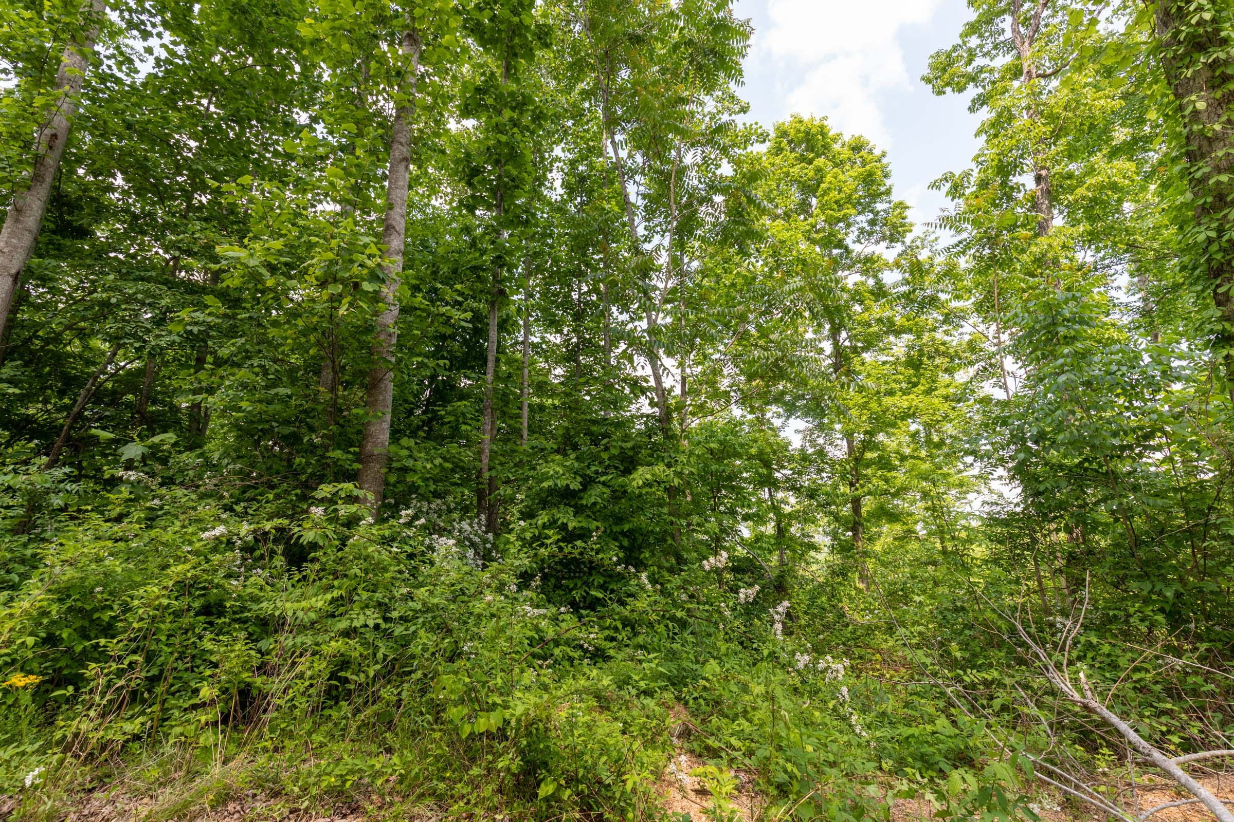Cedar Creek Tract 44 photo 17