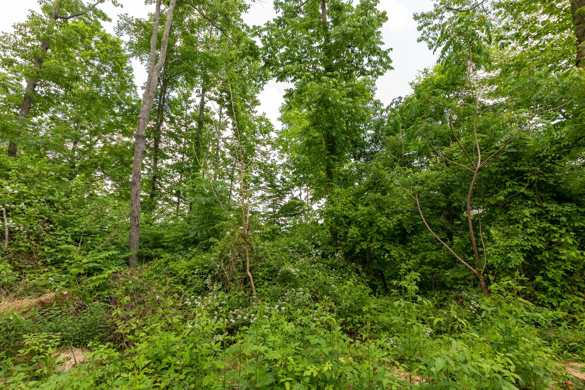 Cedar Creek Tract 44 photo 18