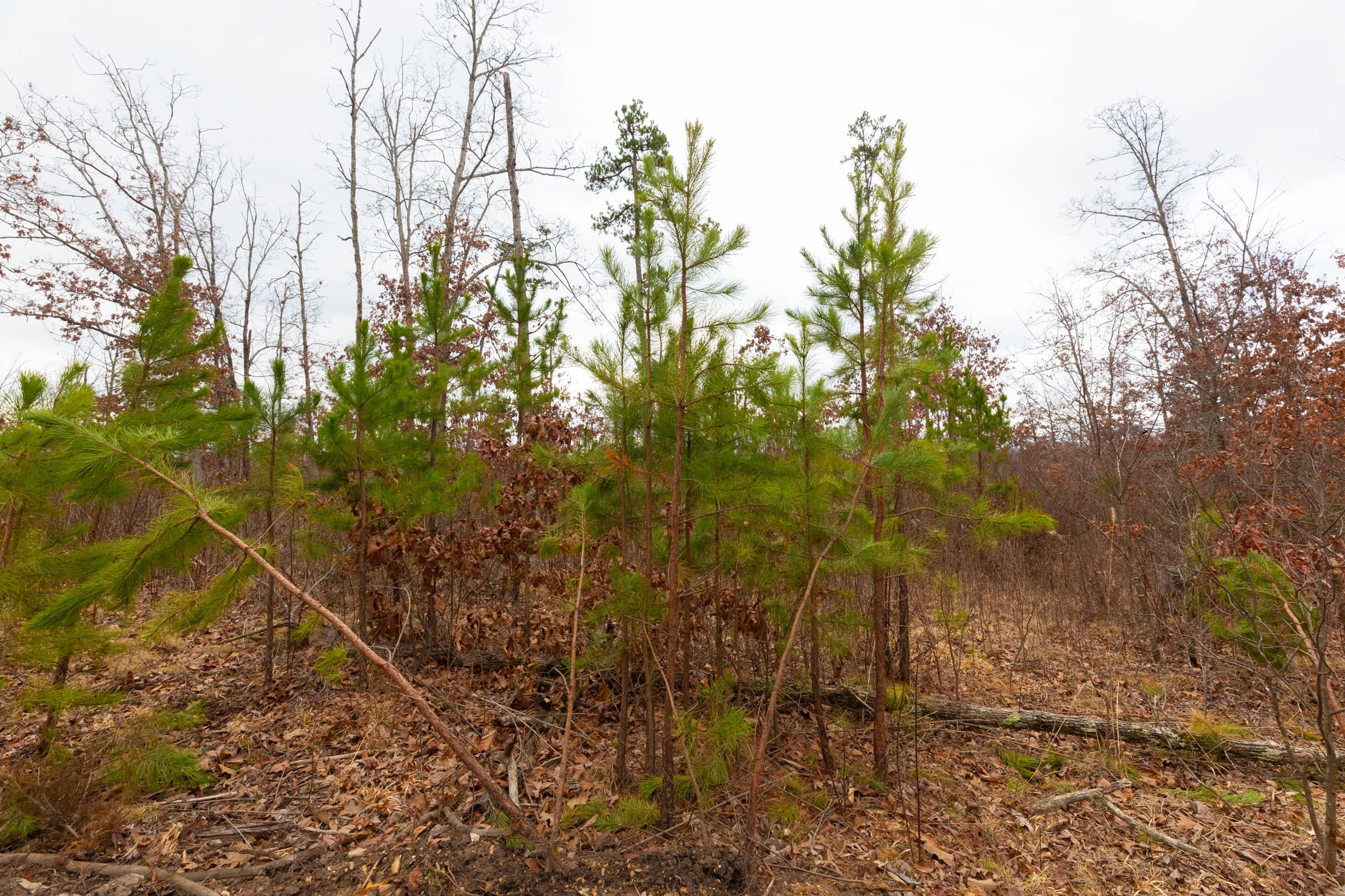 Windy Ridge Tract 10 photo 2