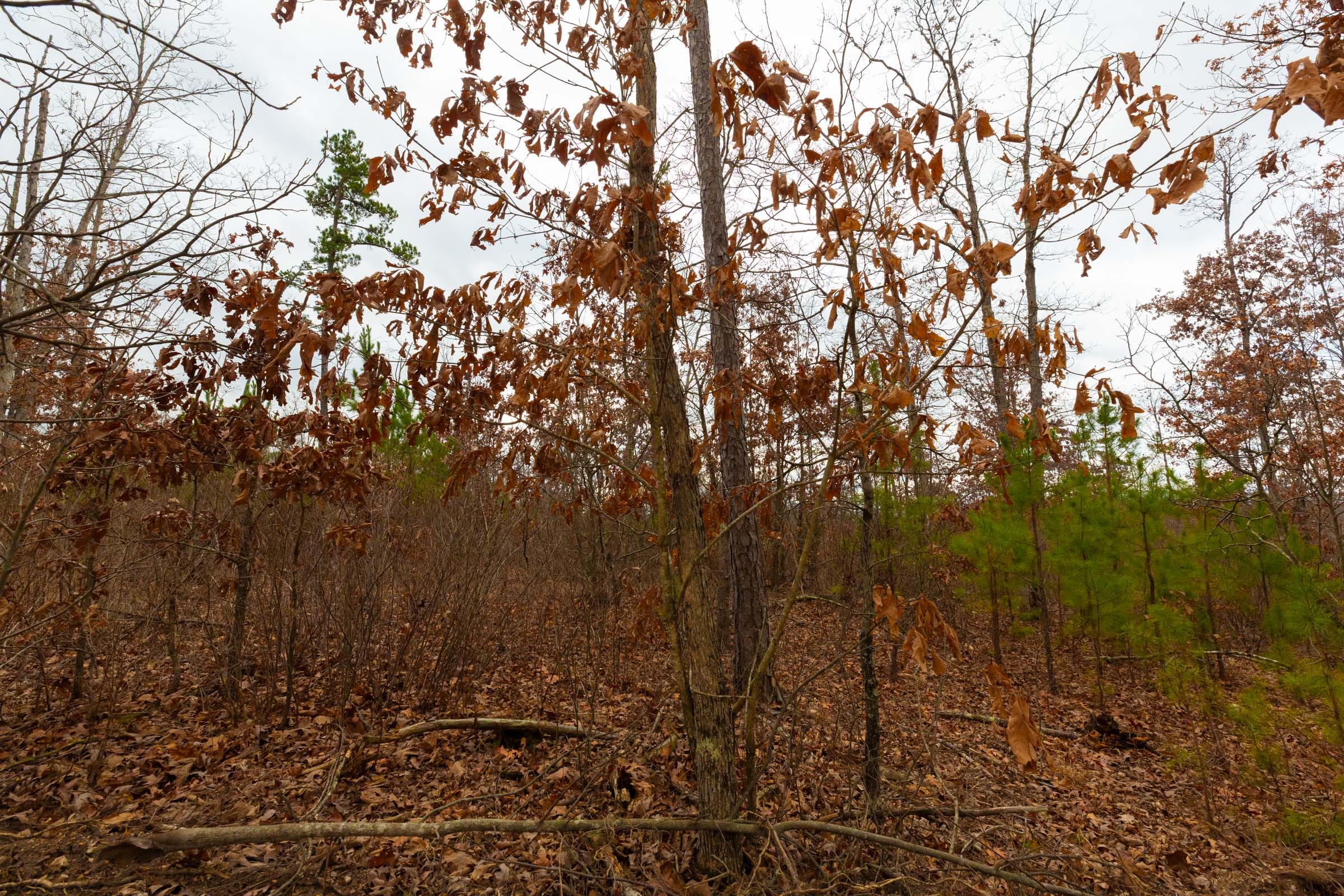 Windy Ridge Tract 10 photo 3