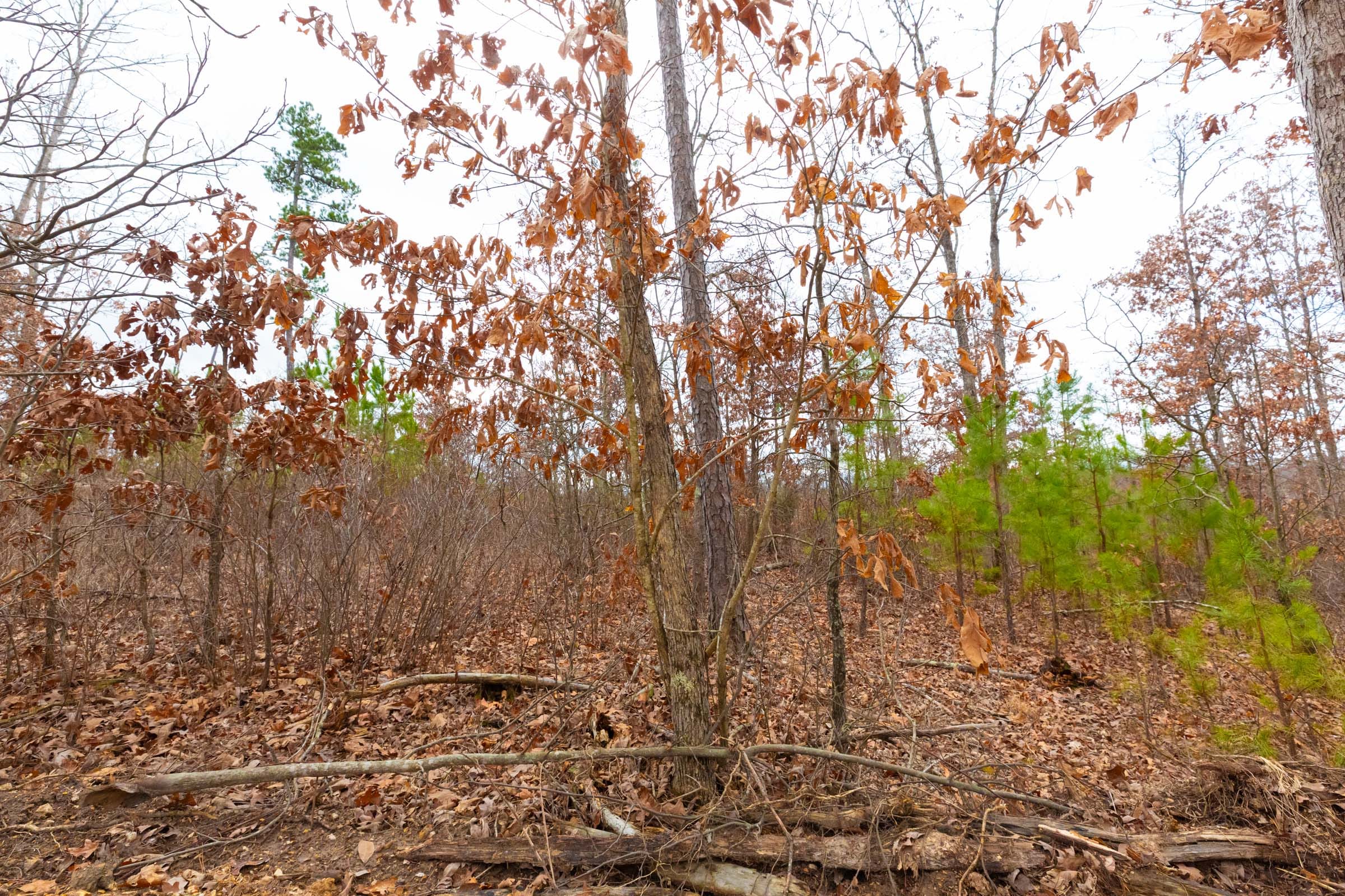 Windy Ridge Tract 10 photo 8