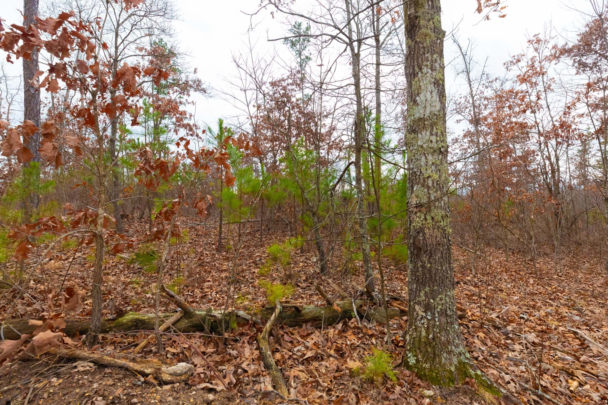 Windy Ridge Tract 10 photo 10