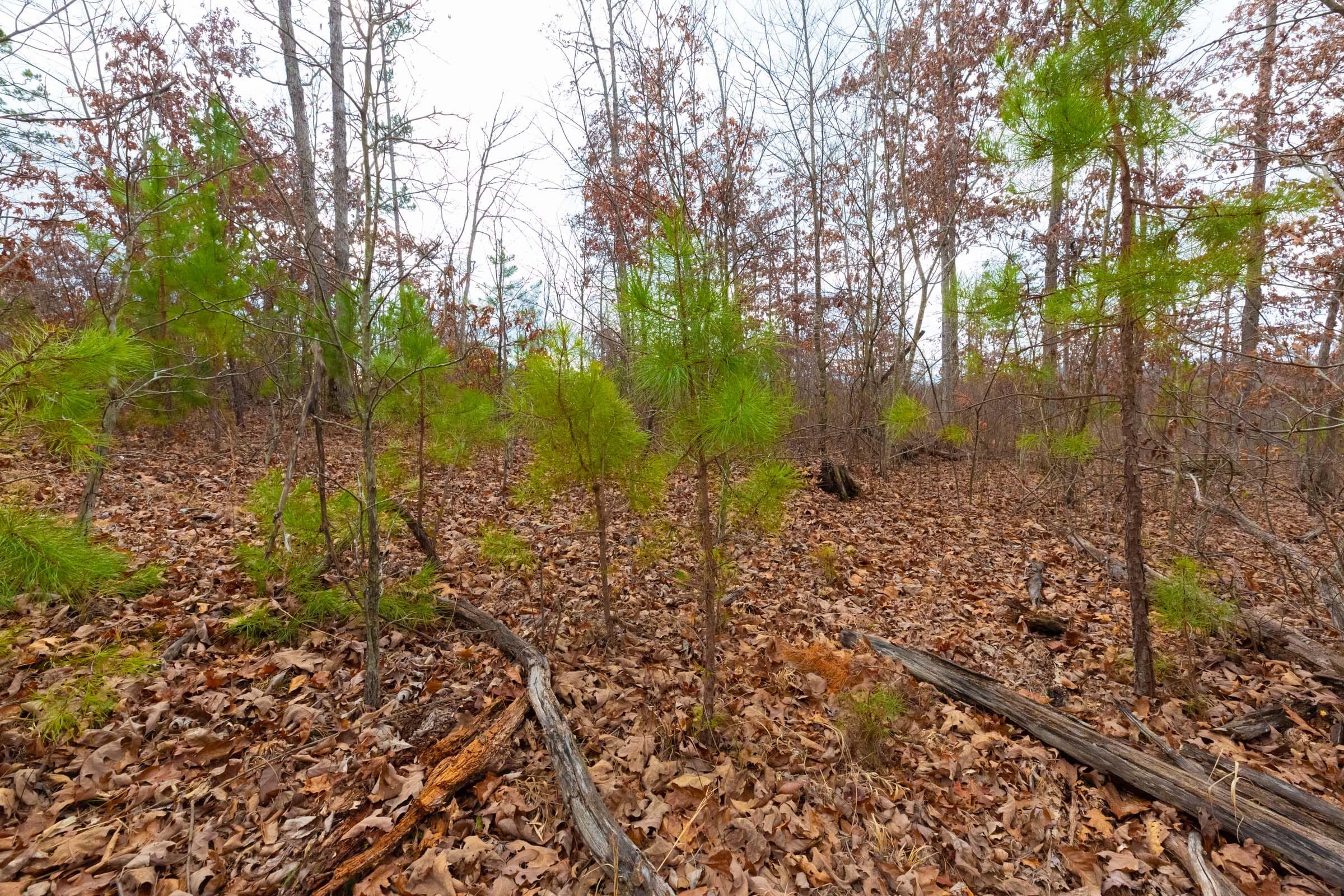 Windy Ridge Tract 10 photo 5